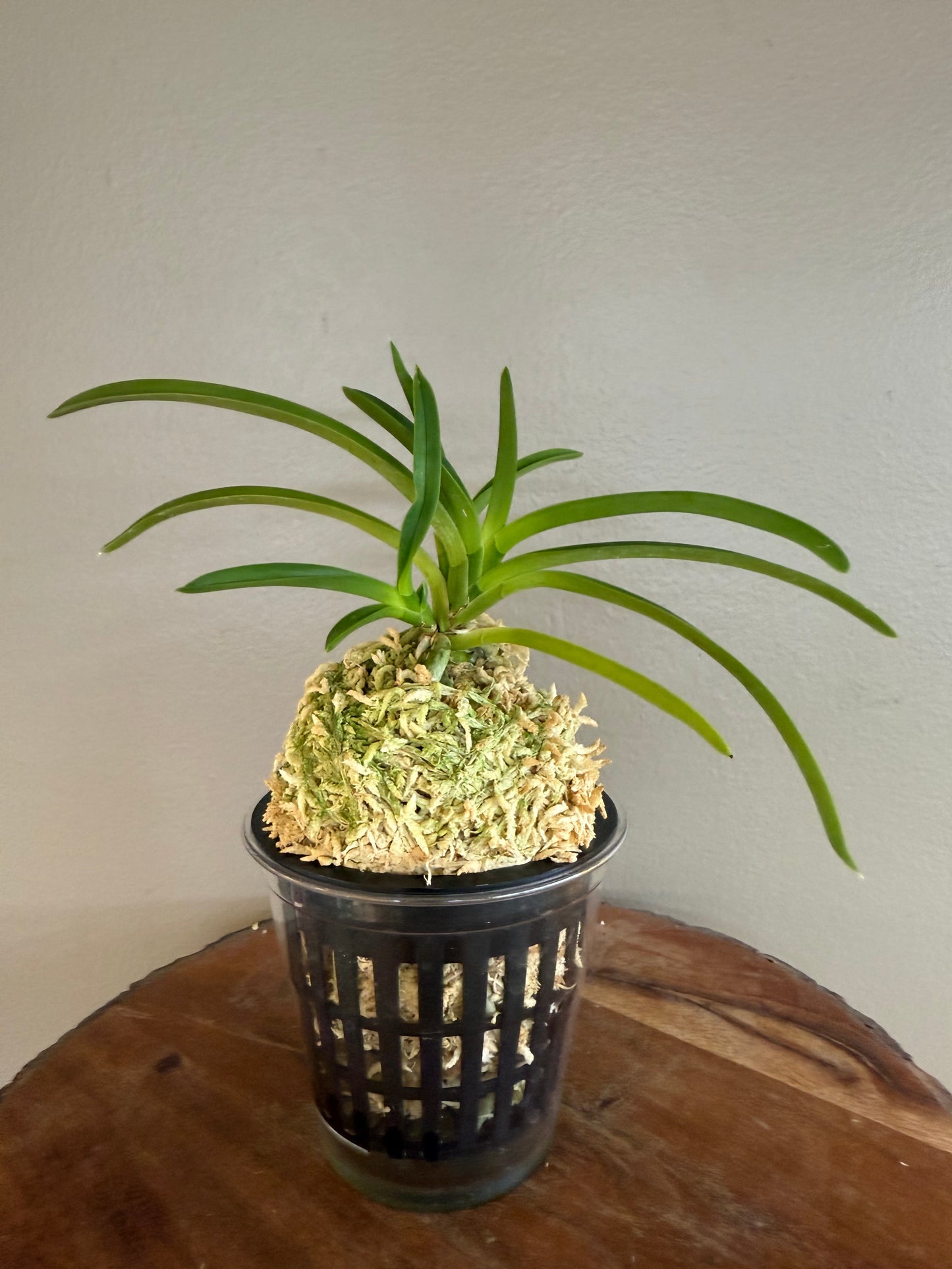 Neofinetia falcata 京美人 Kyobijin