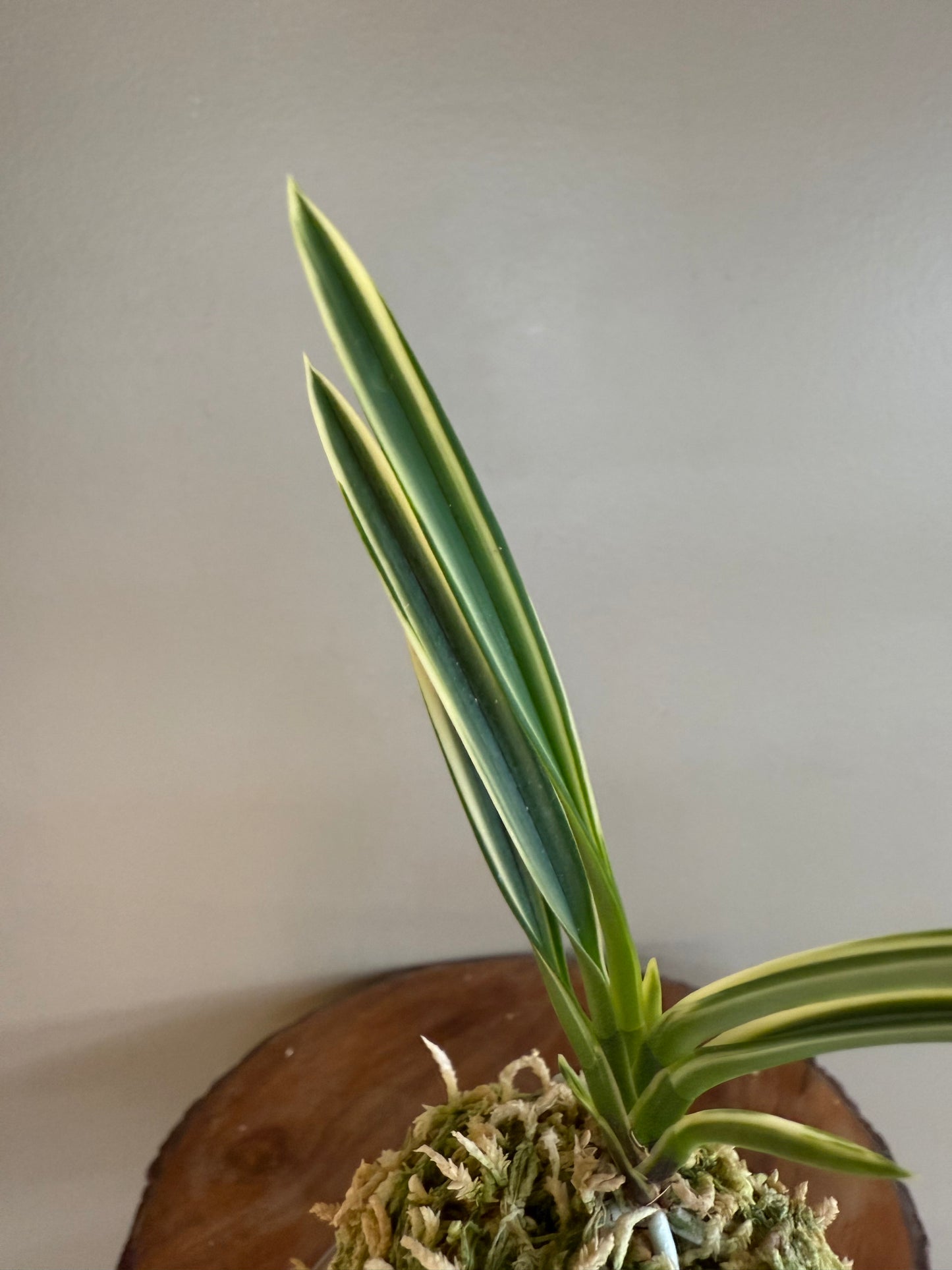 Neofinetia falcata Seoringeum 雪印錦