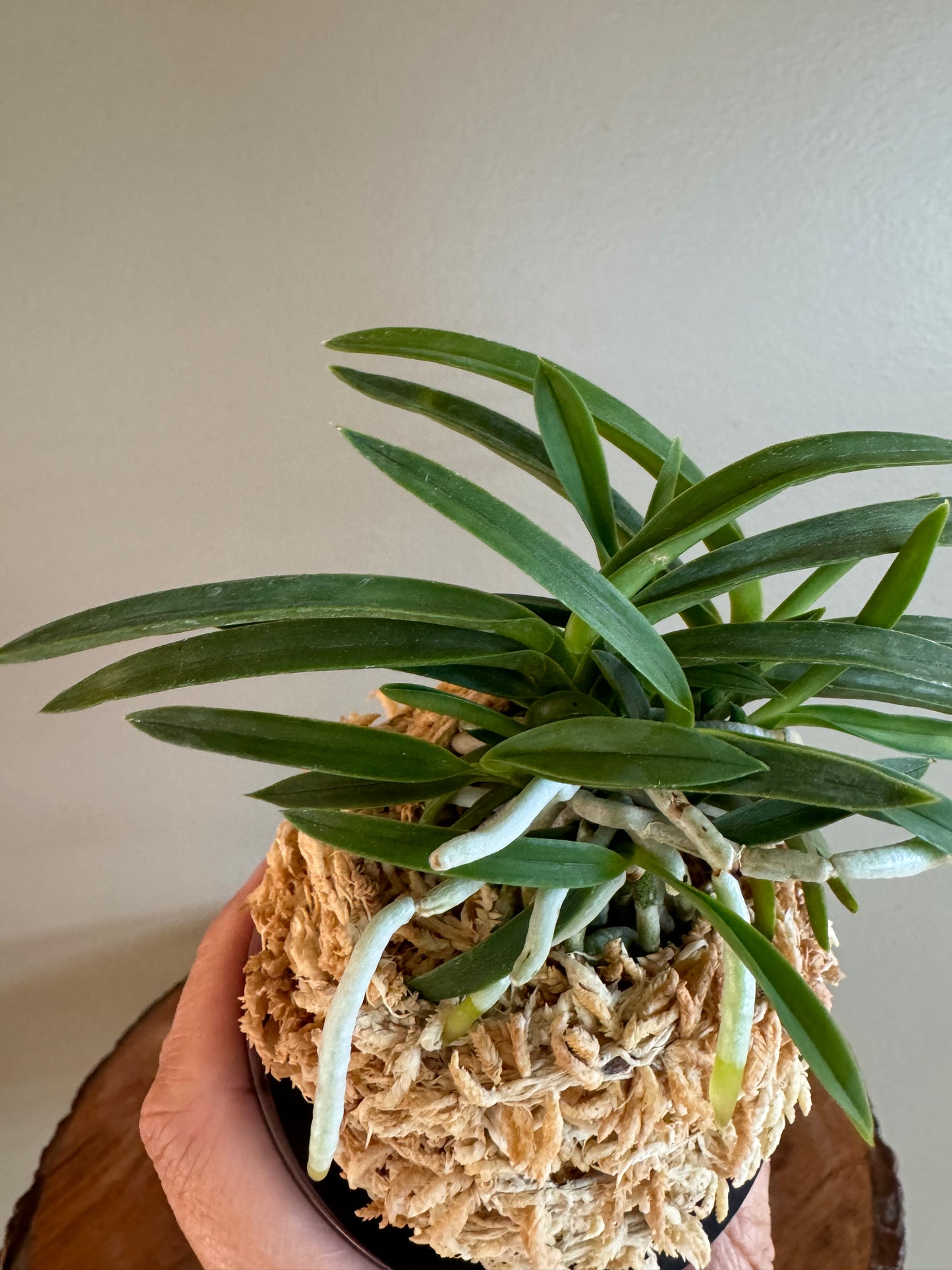Neofinetia falcata Benibotaru 紅蛍
