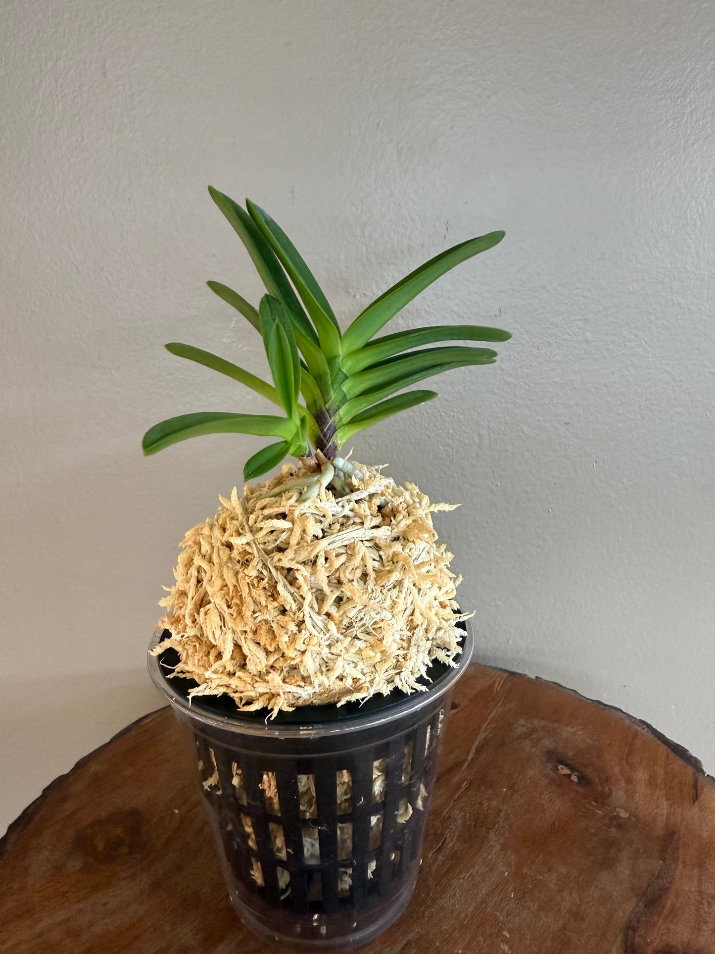 Neofinetia falcata Juhongseong 朱紅星