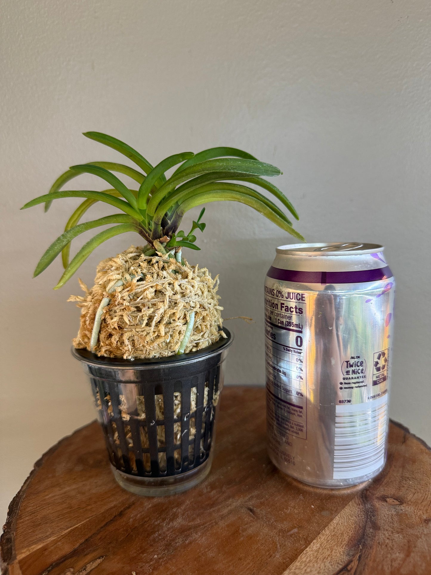 Neofinetia falcata Benigkaede 紅楓