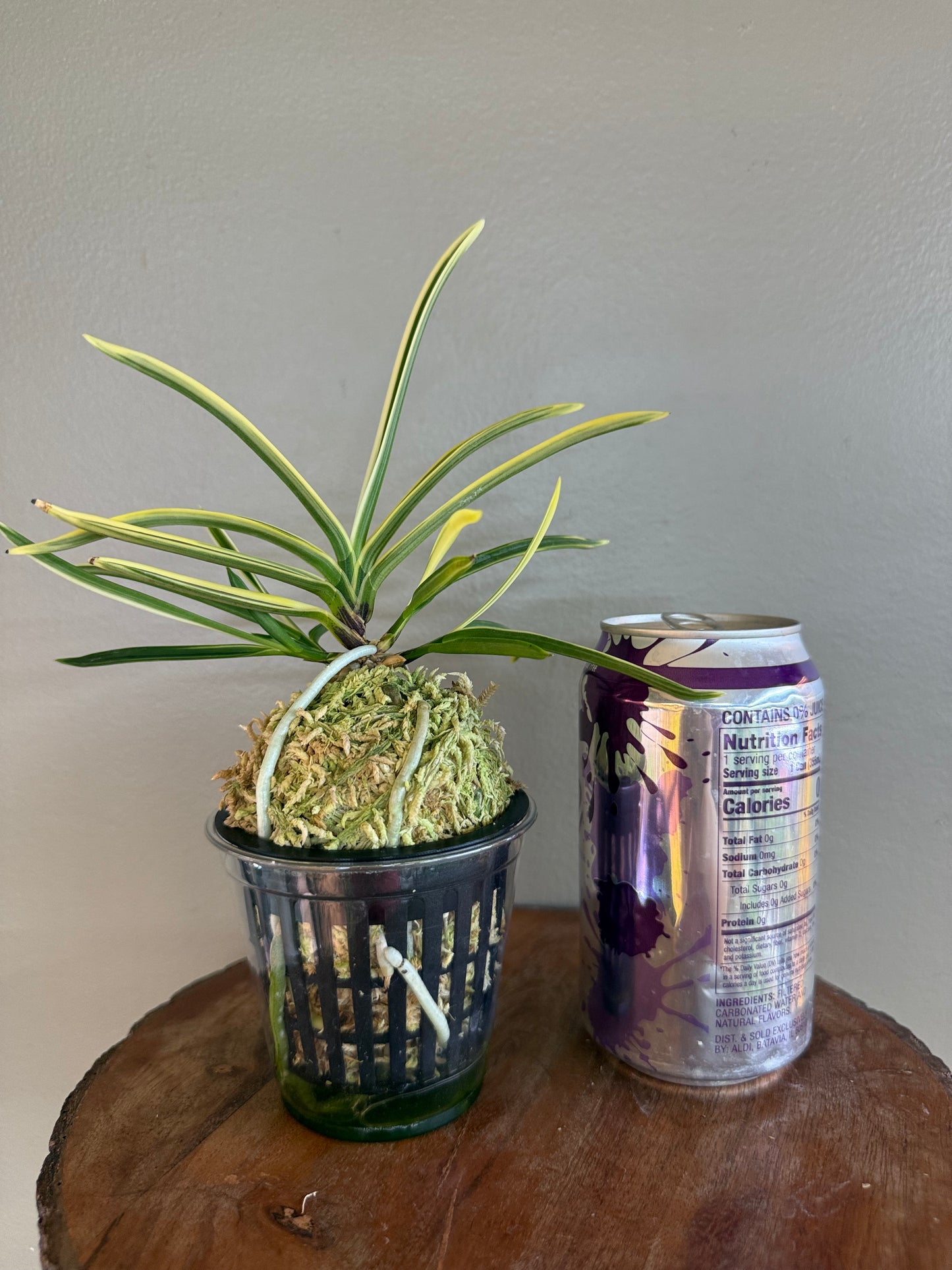 Neofinetia falcata Gojo Fukurin 御城覆輪