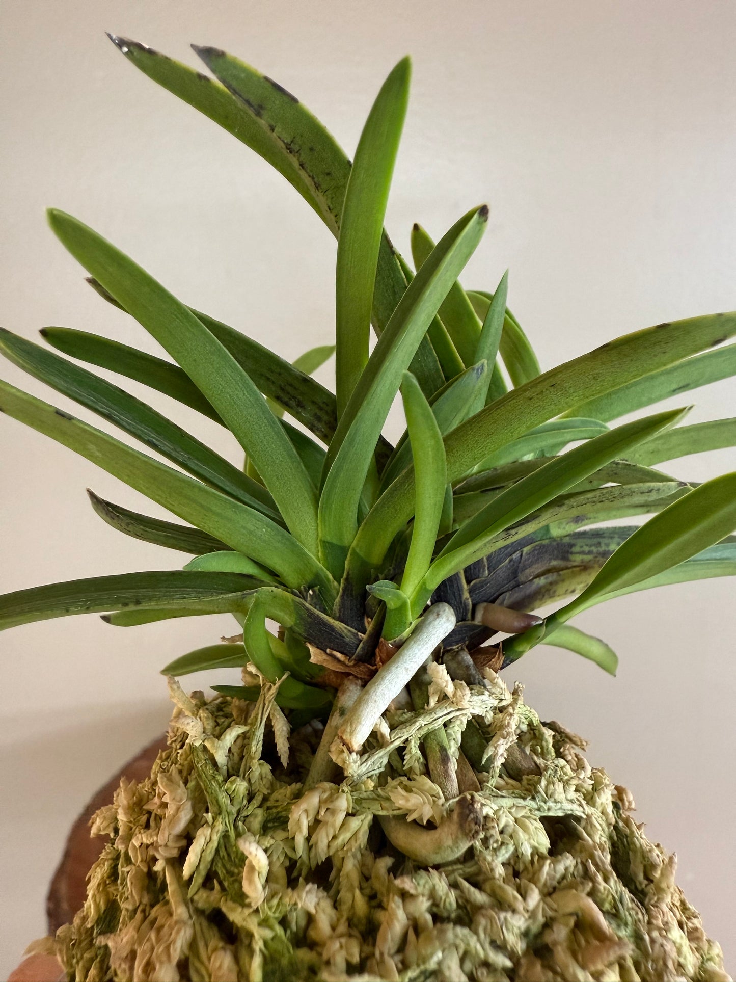 Neofinetia falcata Takaranoshi 宝熨斗