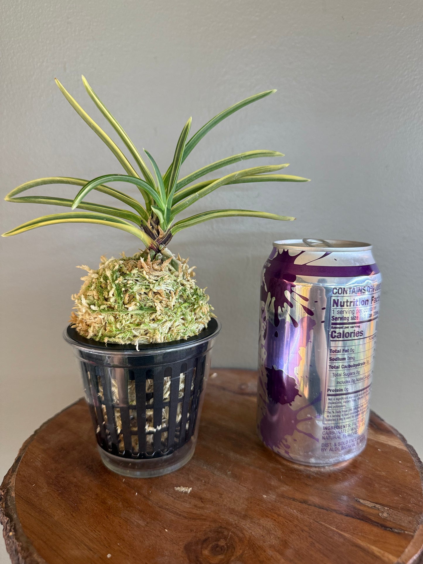 Neofinetia falcata Gojo Fukurin 御城覆輪