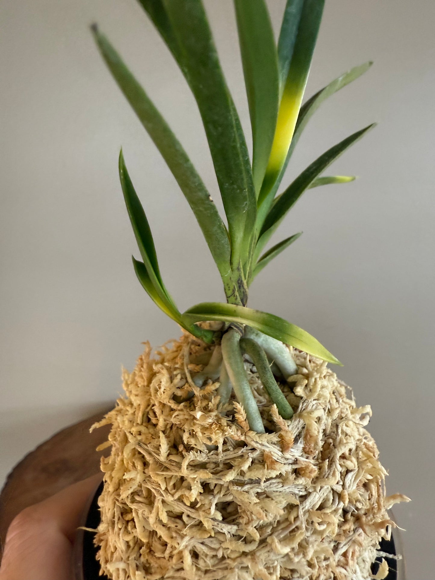 Neofinetia falcata Kyokusho 旭昇