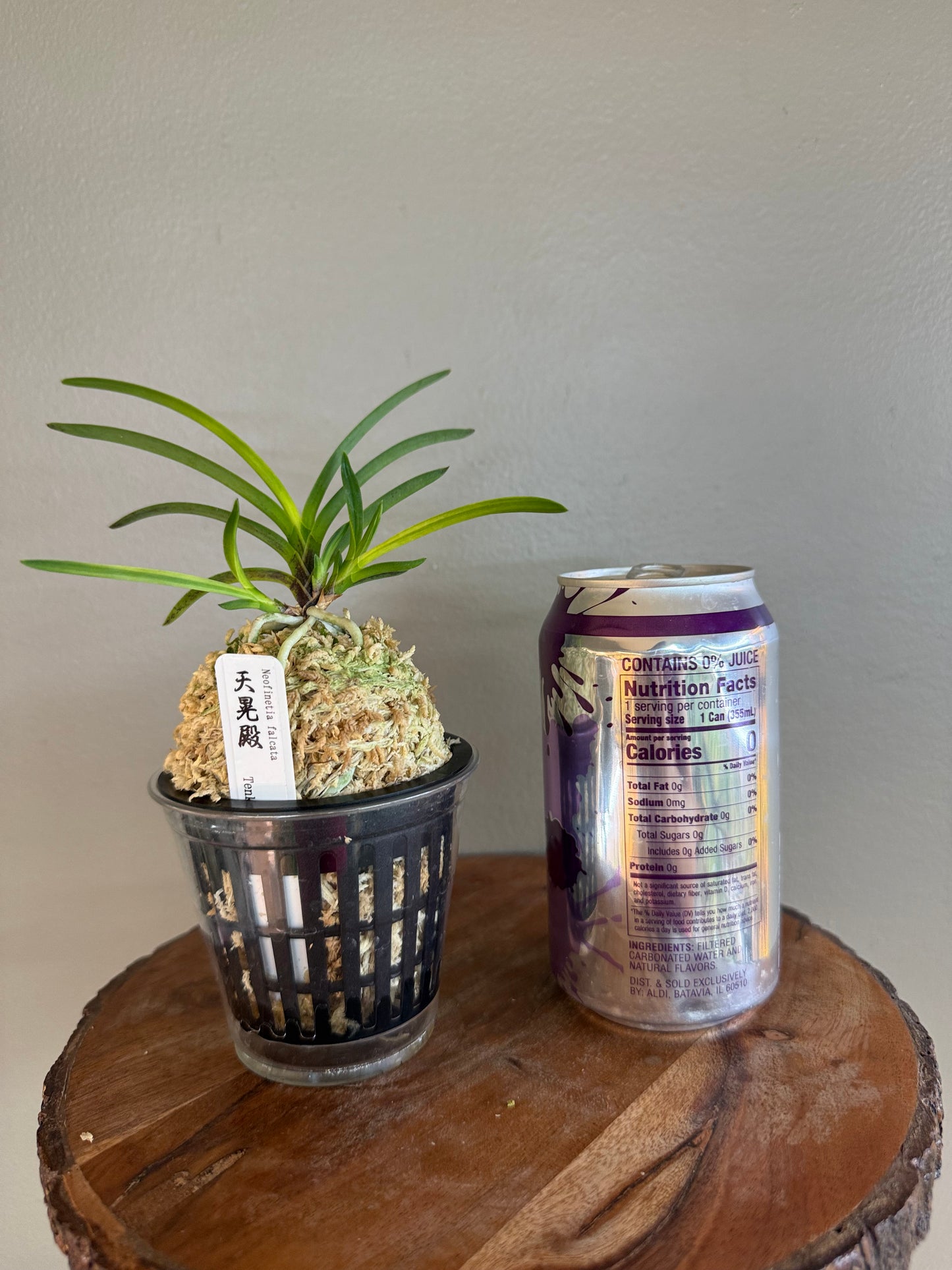 Neofinetia falcata Tenkouden 天晃殿