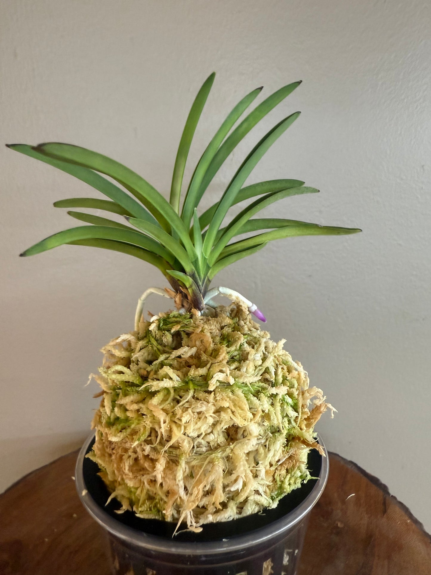Neofinetia falcata Homeiden 豊明殿
