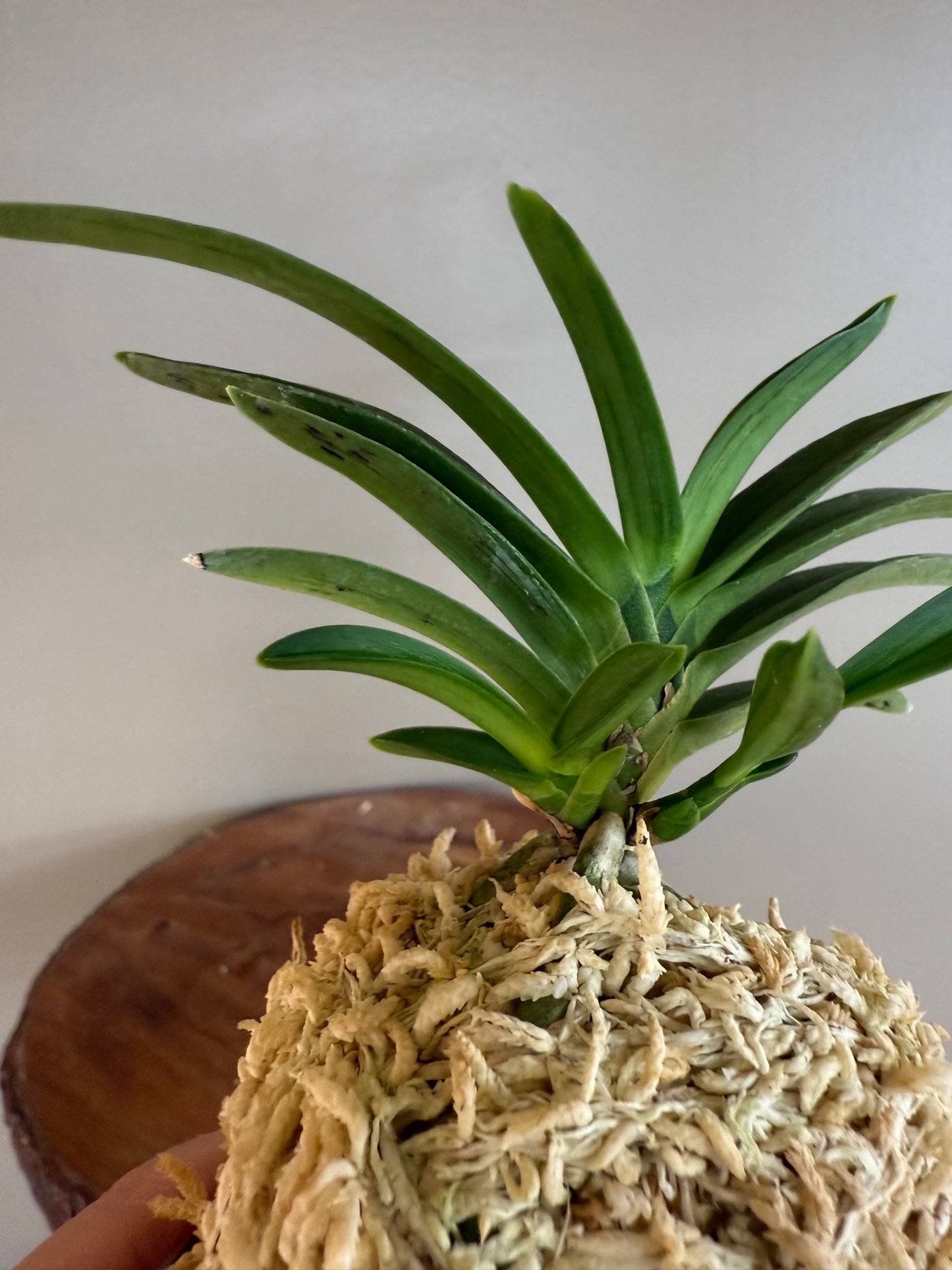 Neofinetia falcata Suminagashi 墨流