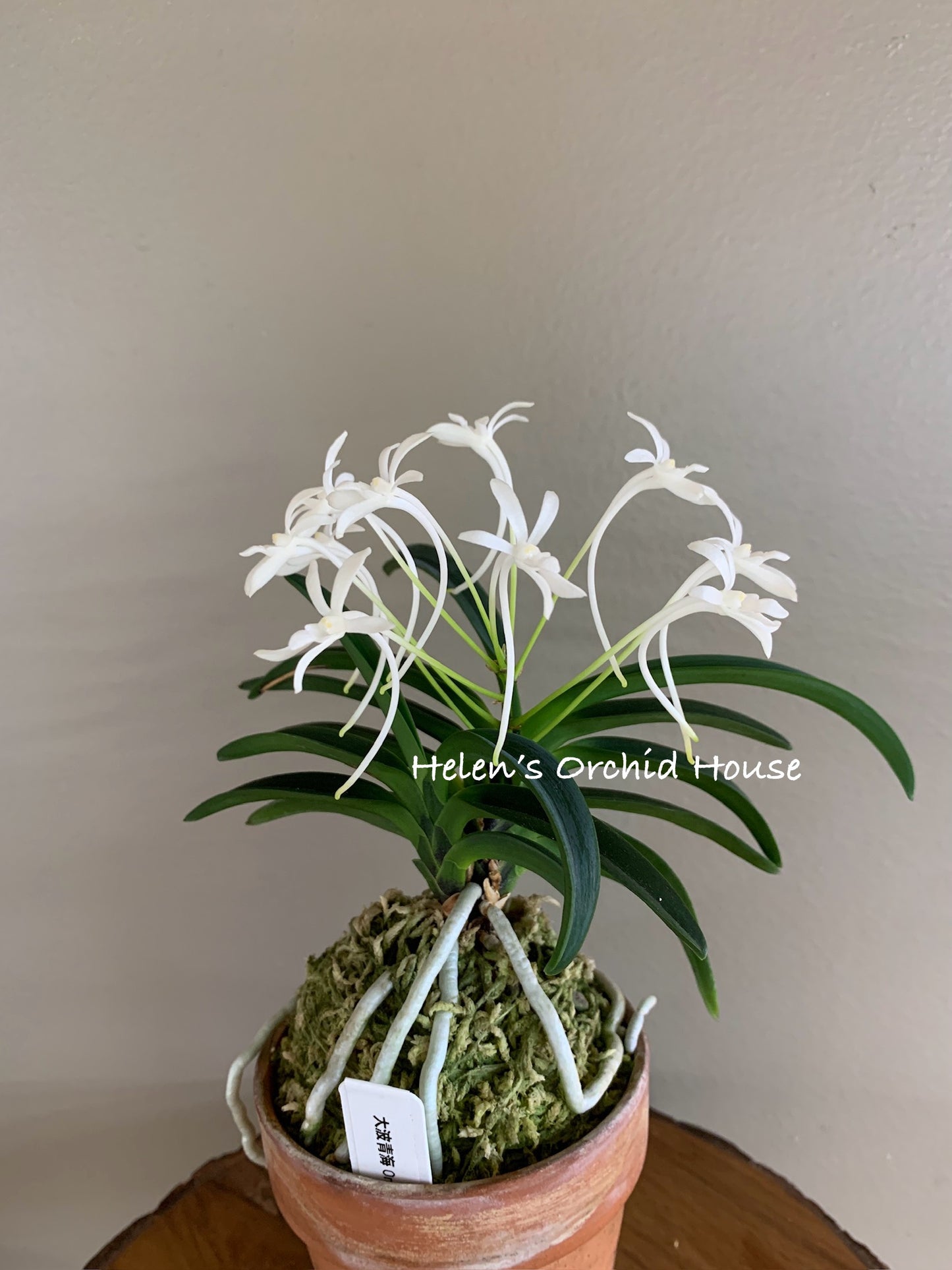 Neofinetia falcata Onami Seikai 大波青海