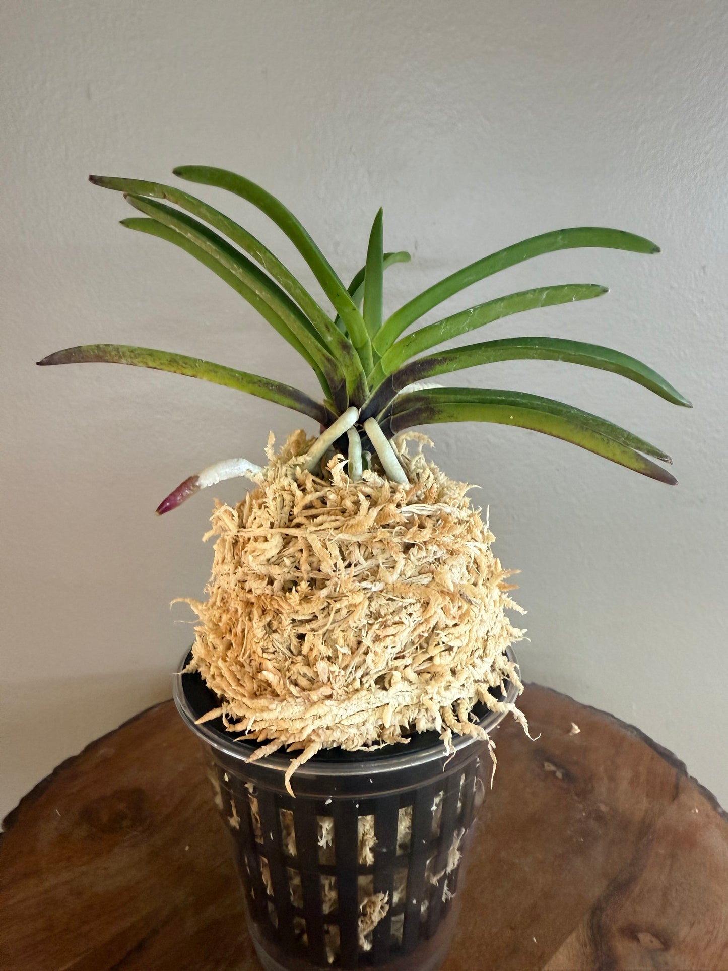 Neofinetia falcata Honghyeon 紅玄