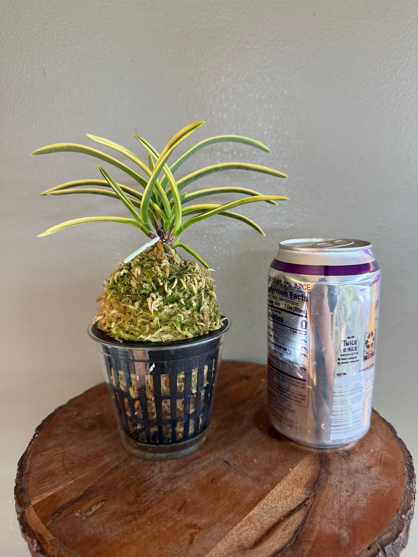 Neofinetia falcata Fukiden 富貴殿