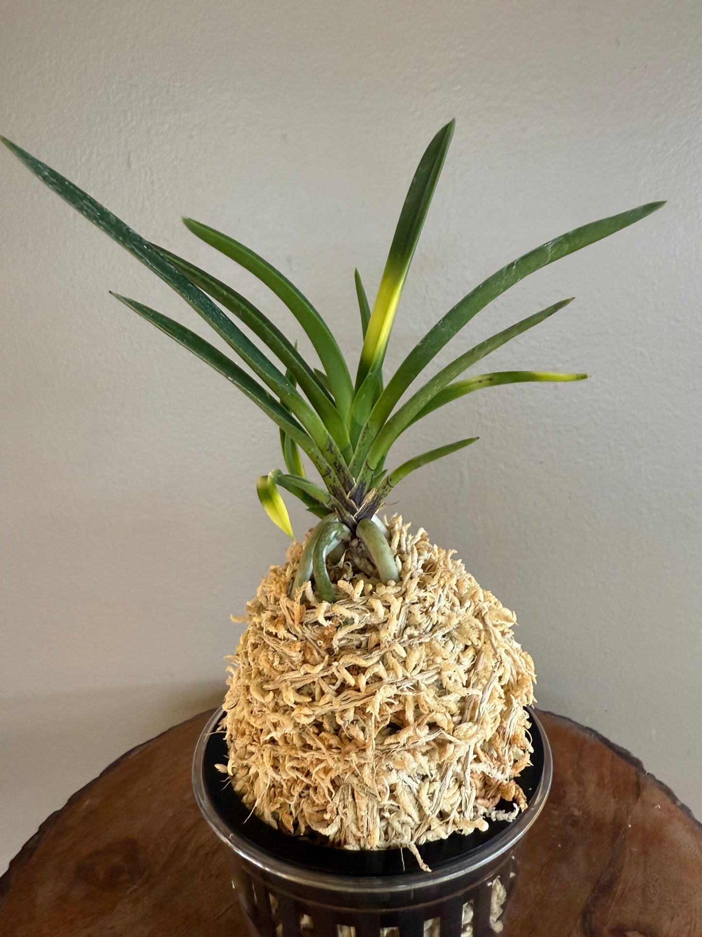 Neofinetia falcata Kyokusho 旭昇