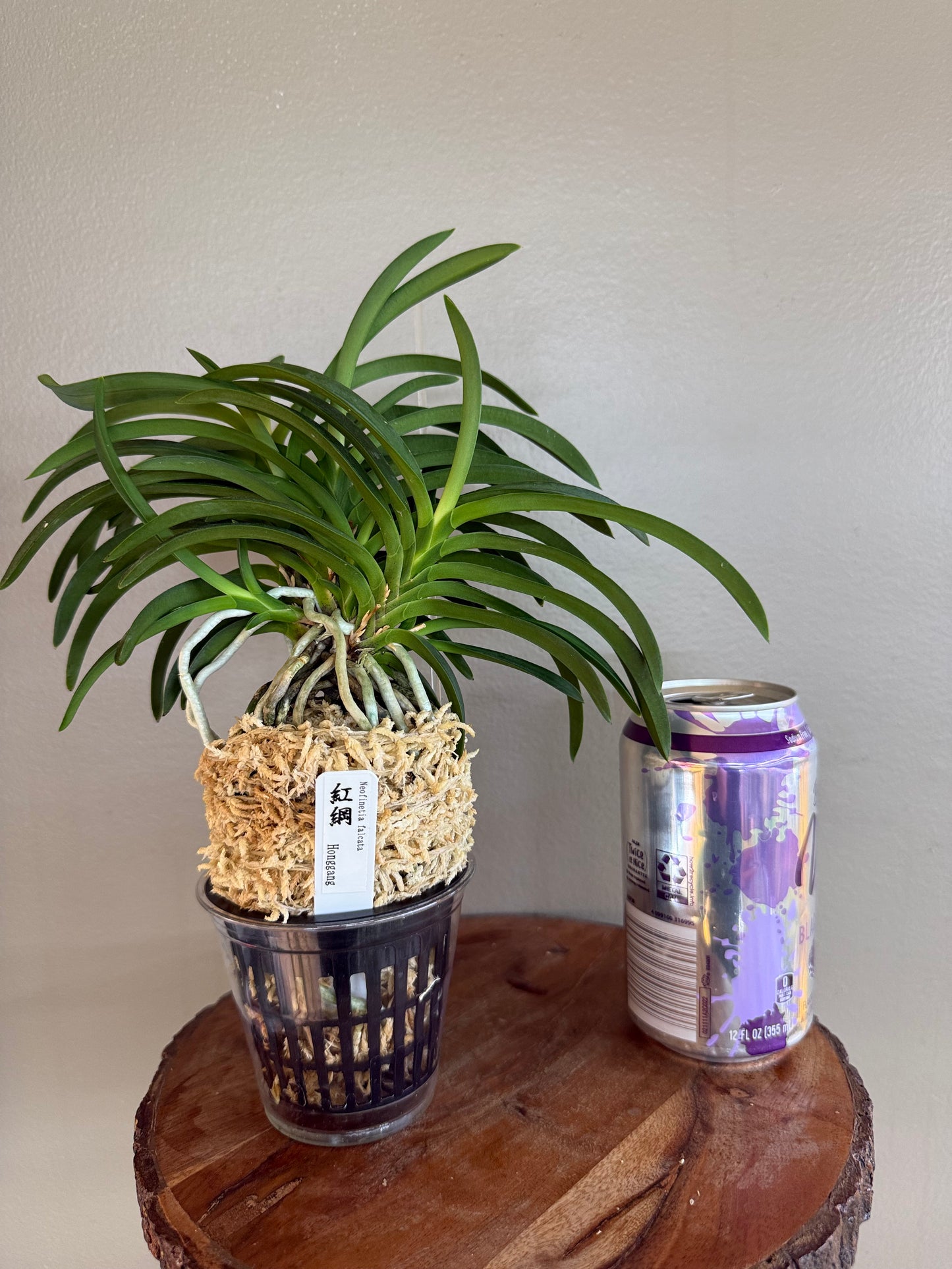 Neofinetia falcata Honggang 紅綱