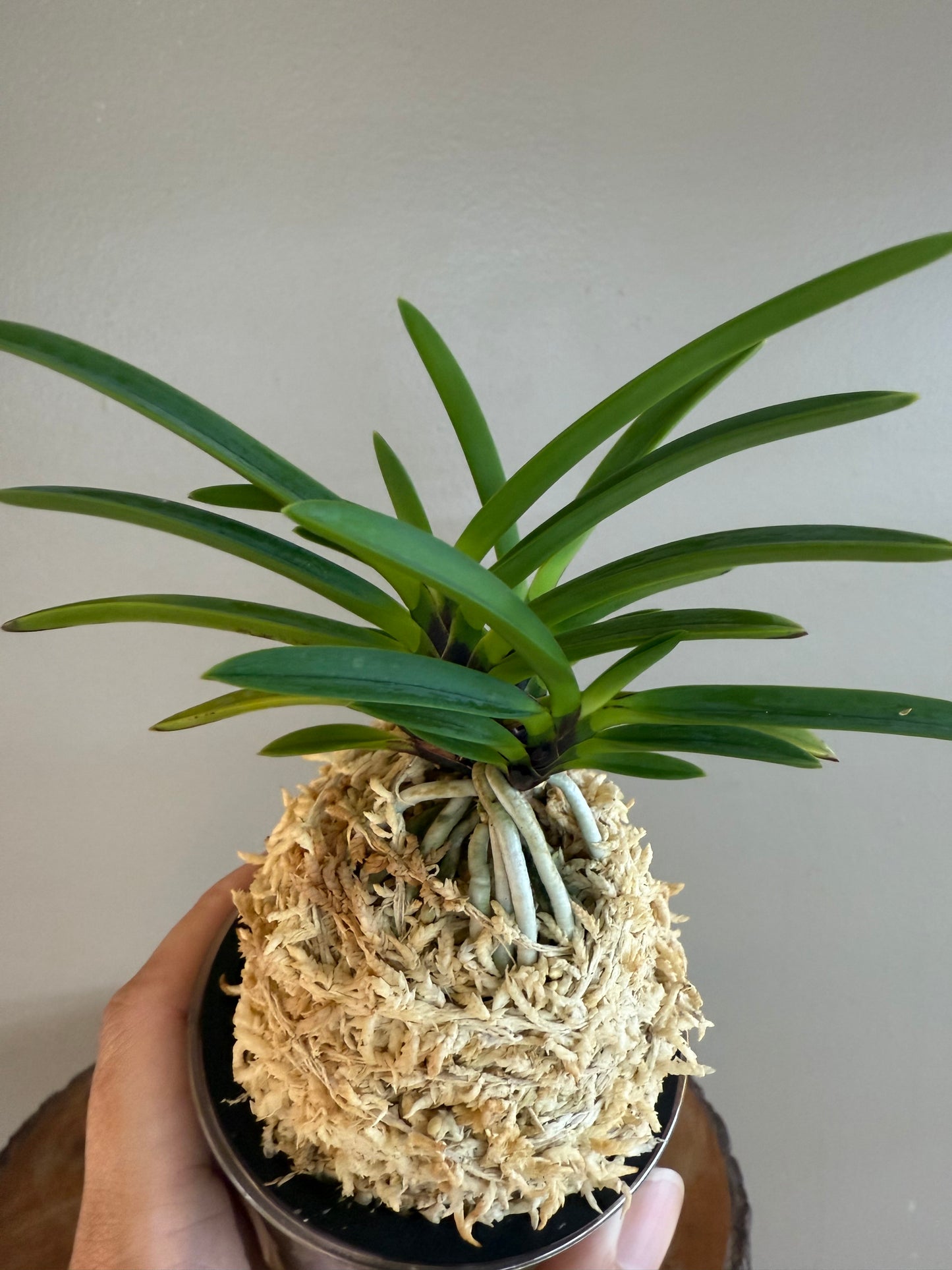Neofinetia falcata Hanakanzashi 花簪