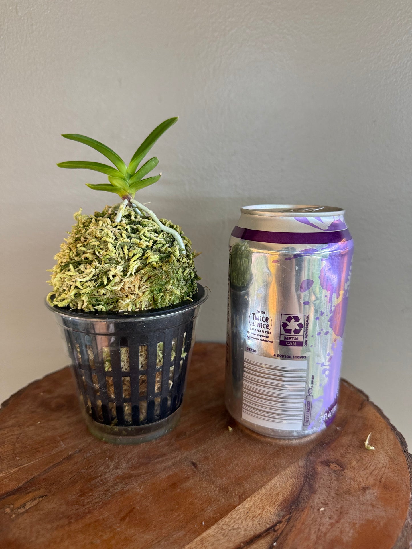 Neofinetia falcata Geumjeong 金頂
