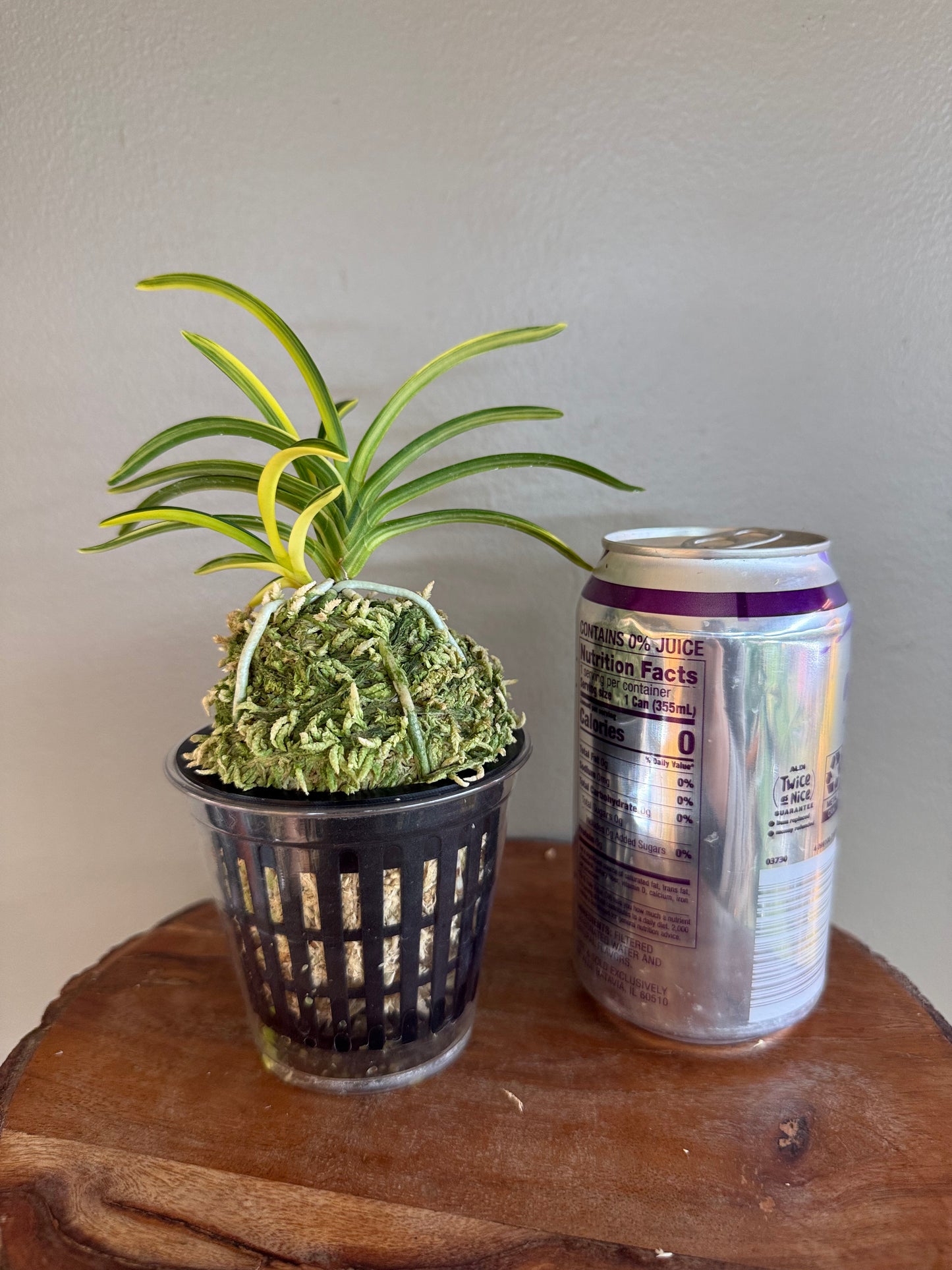 Neofinetia falcata Seio Nishiki 青王錦