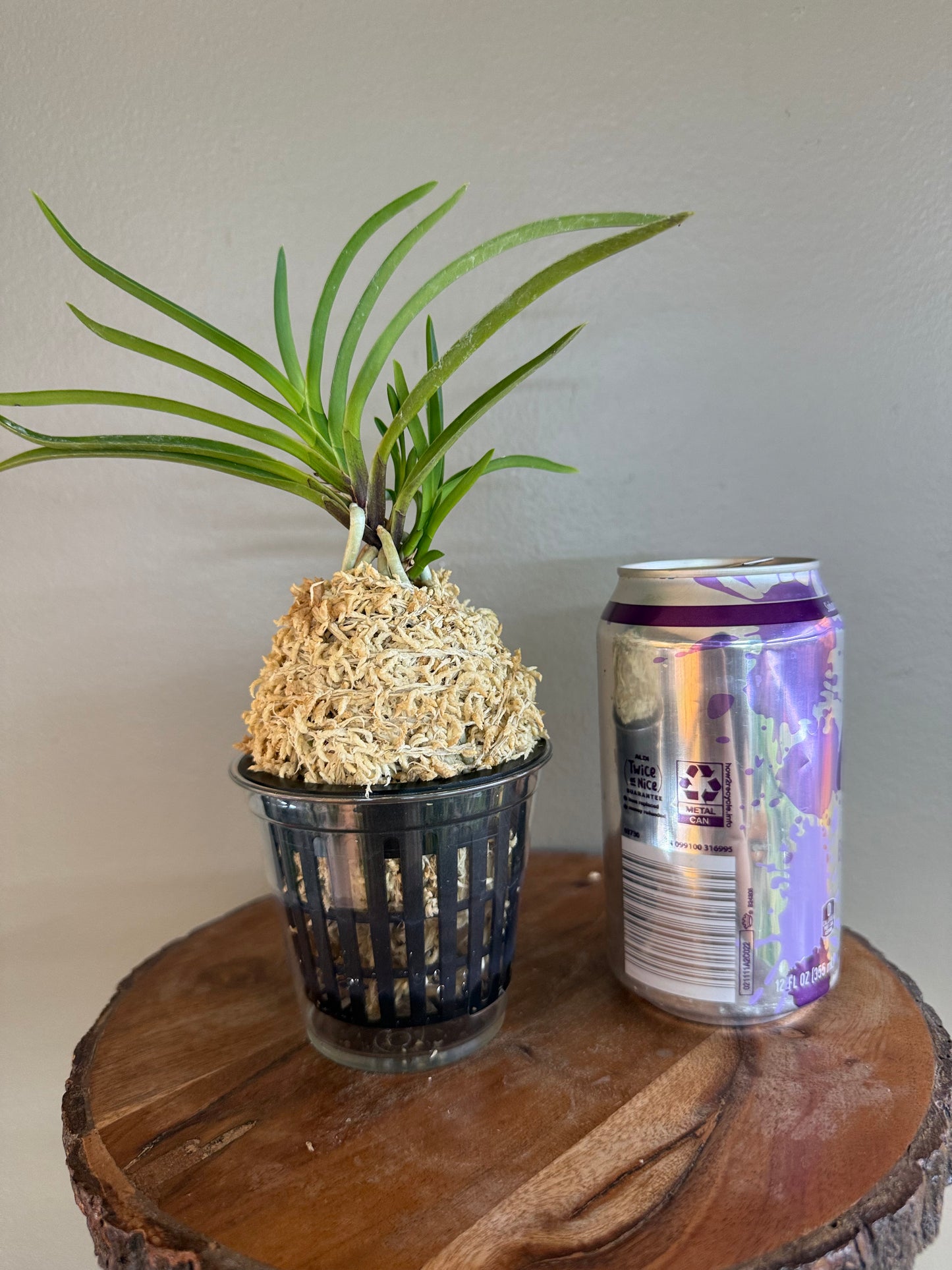 Neofinetia falcata Manjushage 曼珠沙華