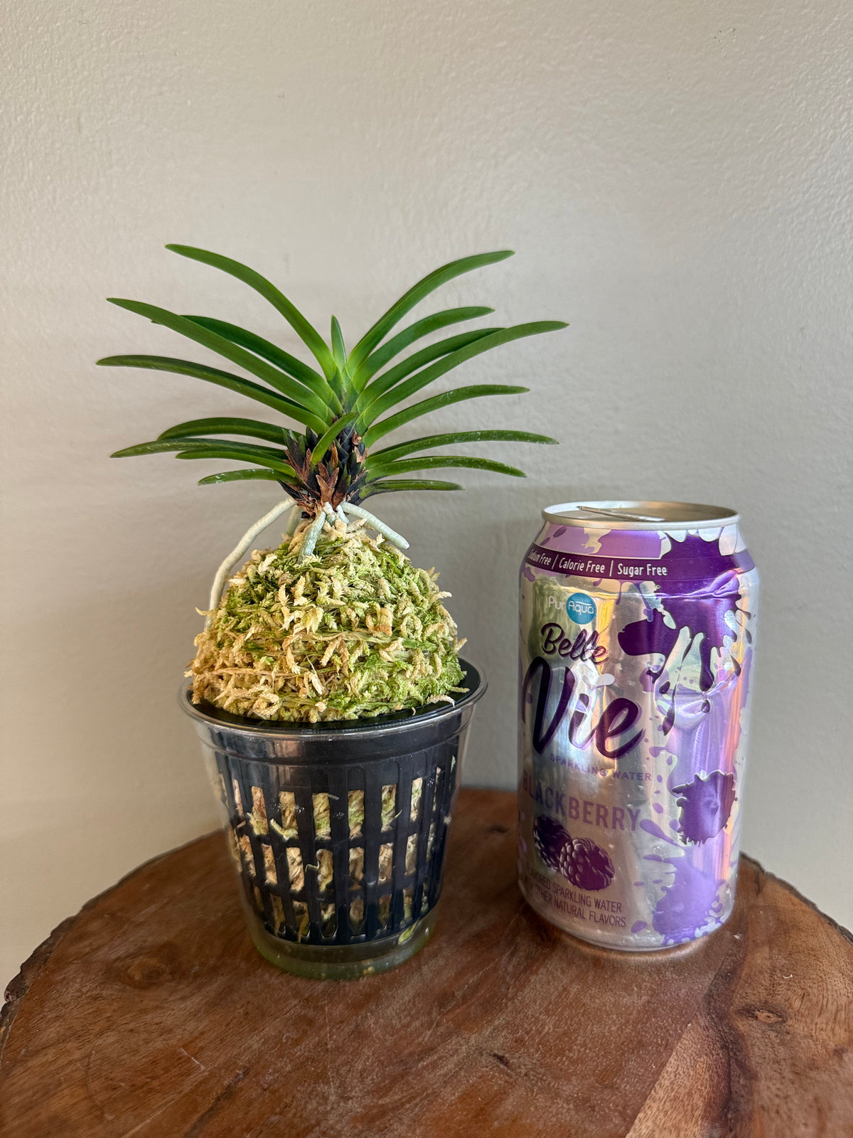 Neofinetia falcata Akausagi 赤兎