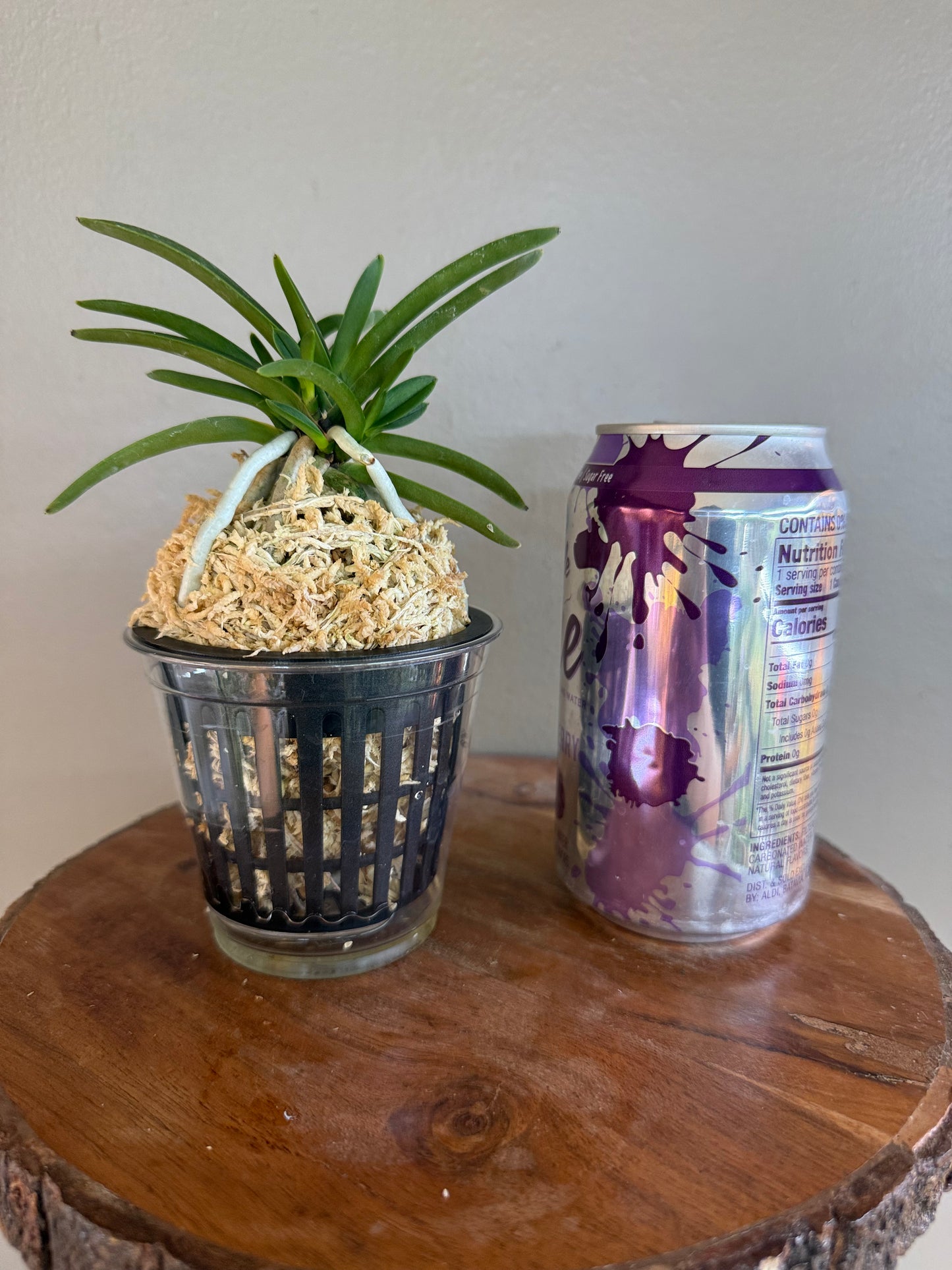 Neofinetia falcata Honghyeon 紅玄