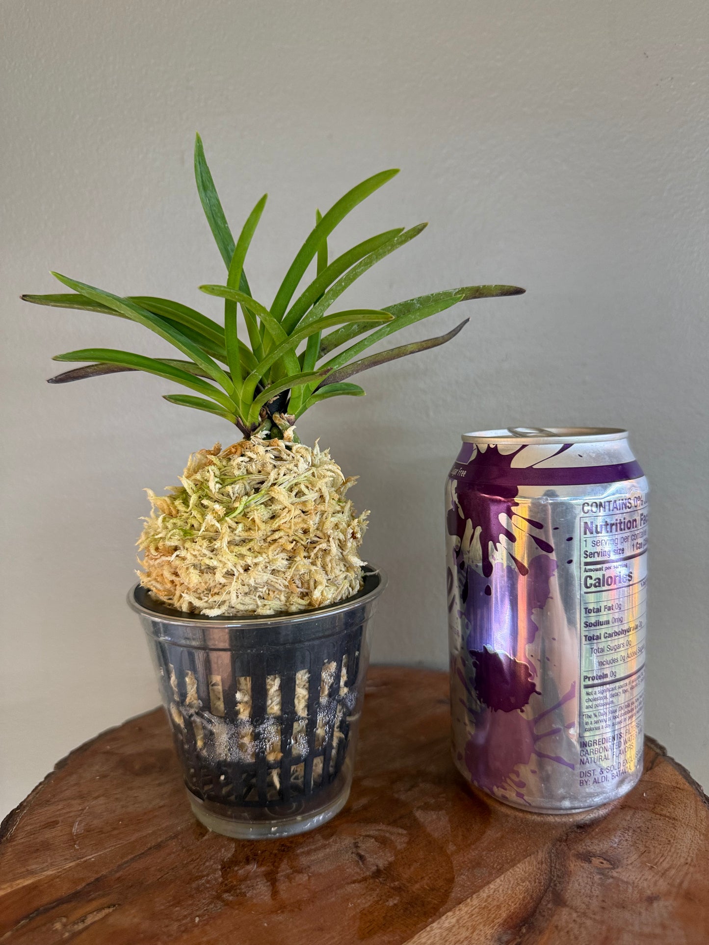 Neofinetia falcata Shutenno 朱天王
