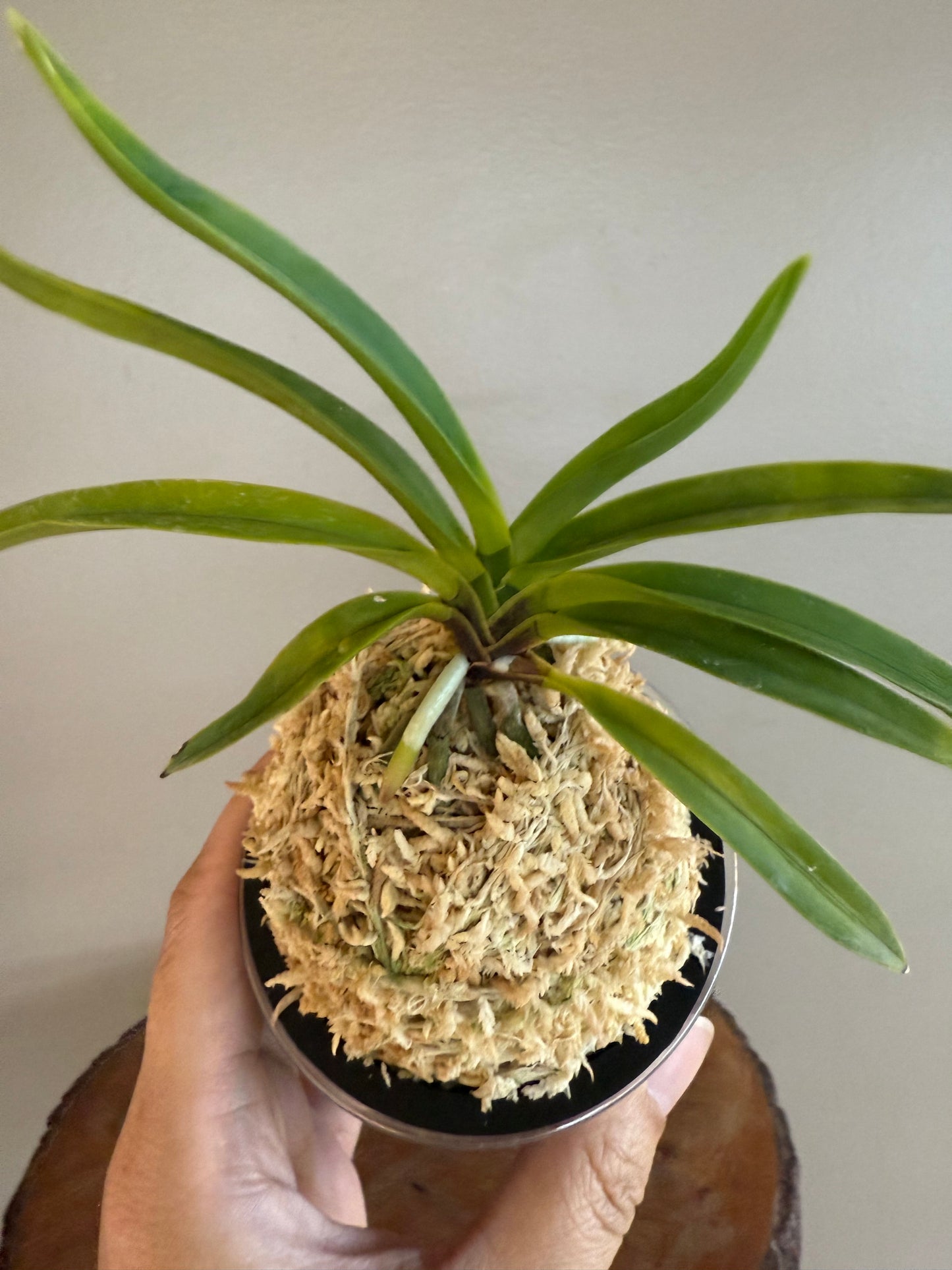 Neofinetia falcata Soubiryu 双尾龍