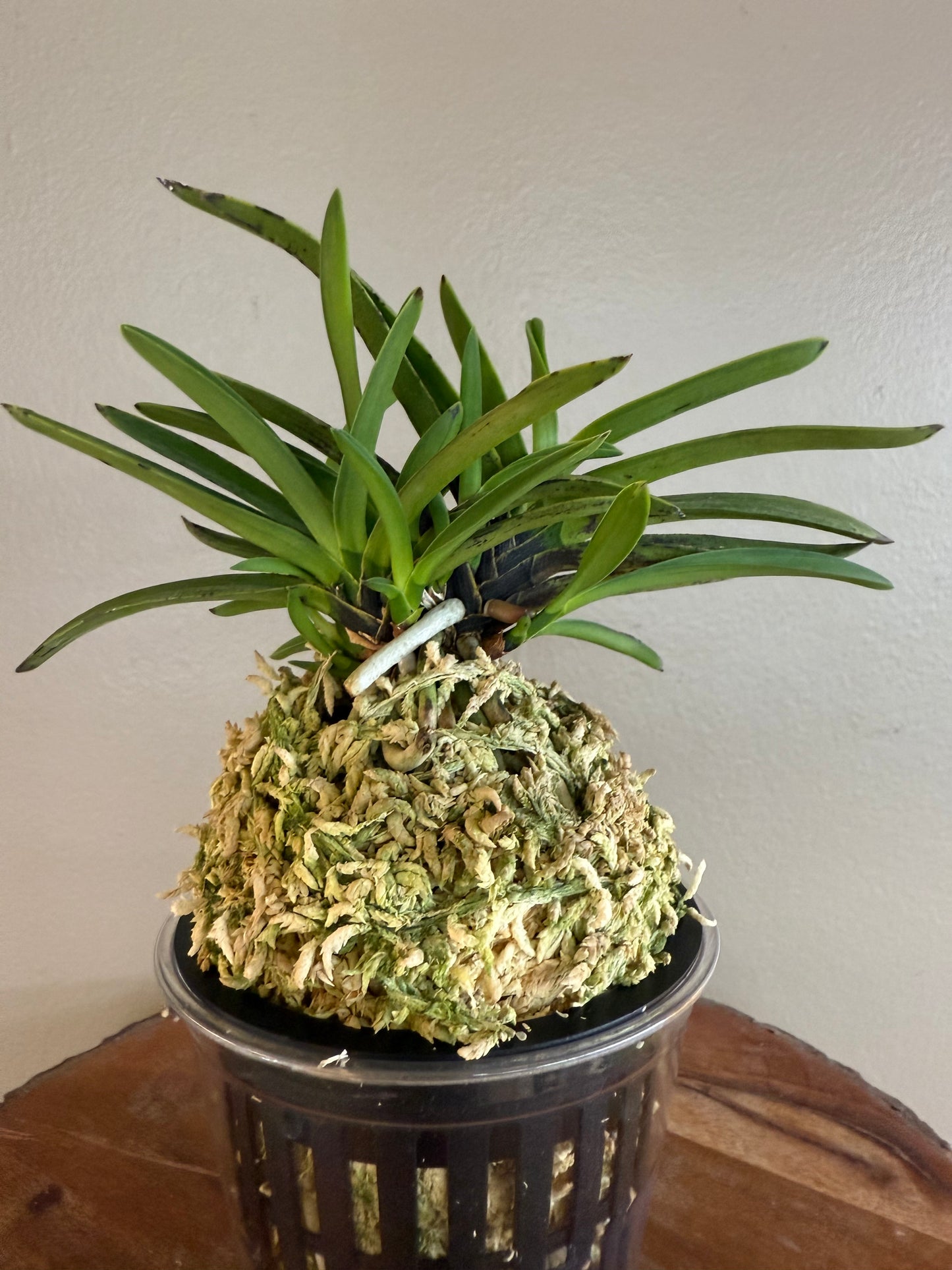 Neofinetia falcata Takaranoshi 宝熨斗