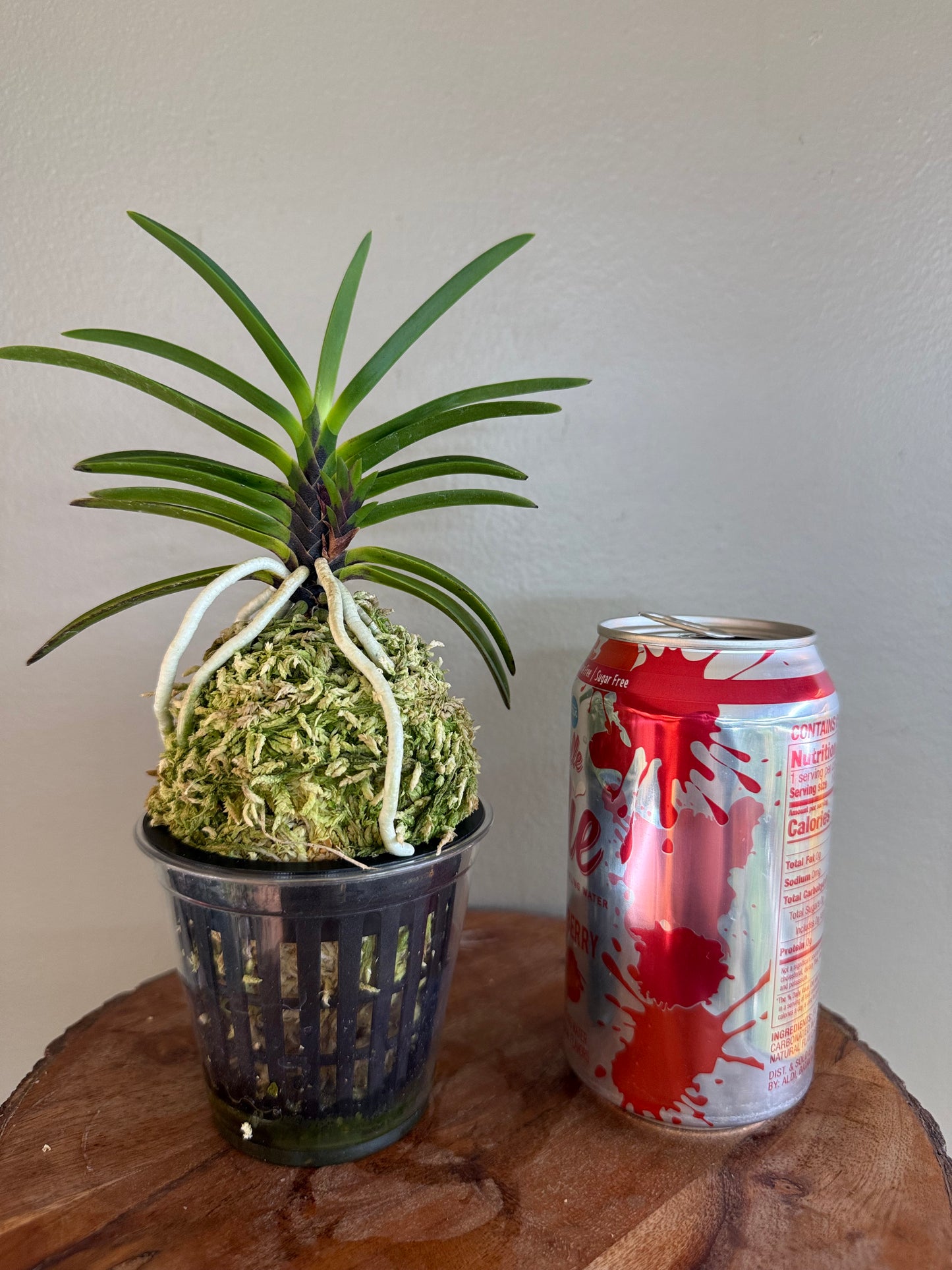 Neofinetia falcata Akausagi 赤兎