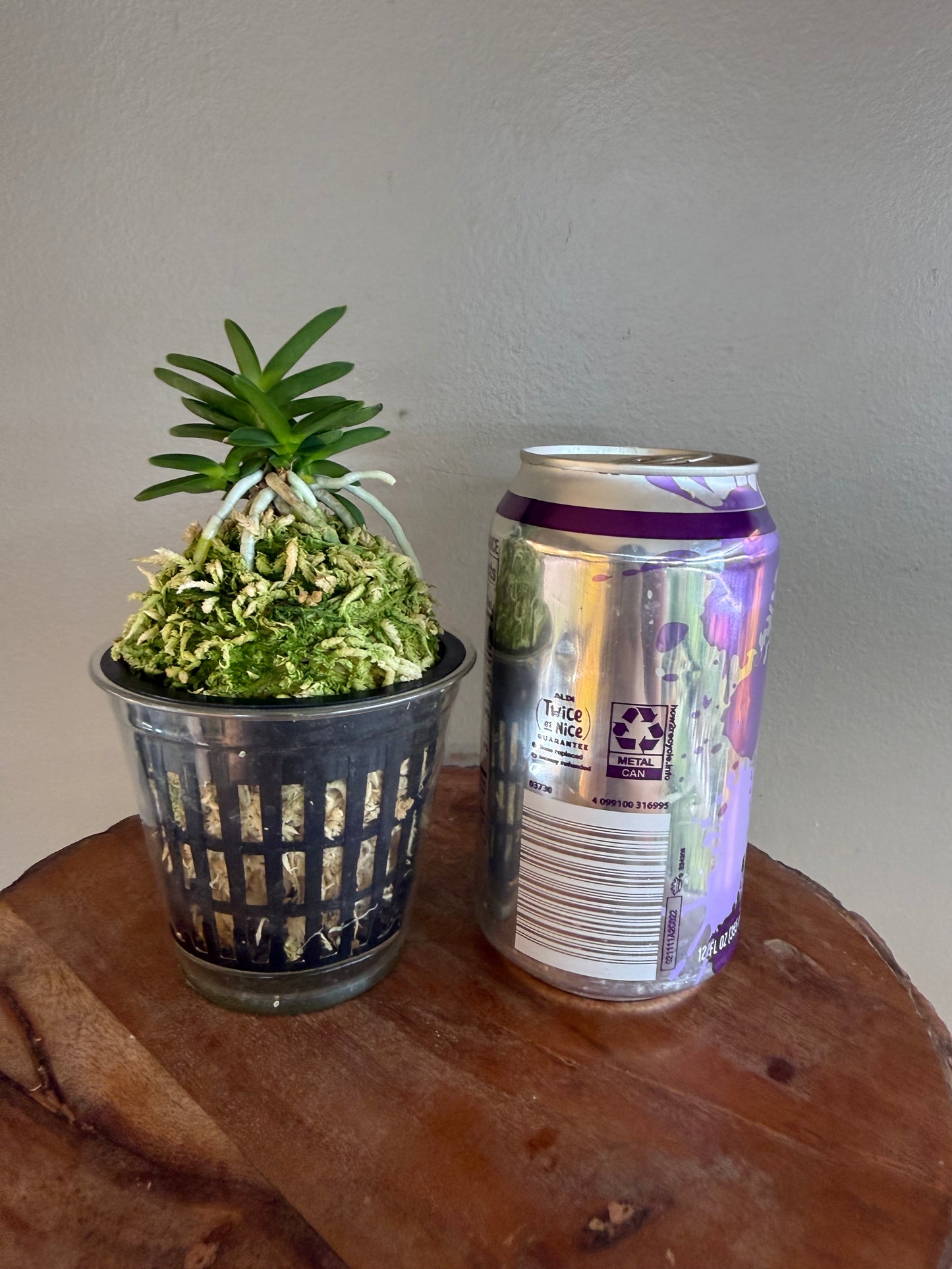 Neofinetia falcata Kirinmaru 麒麟丸