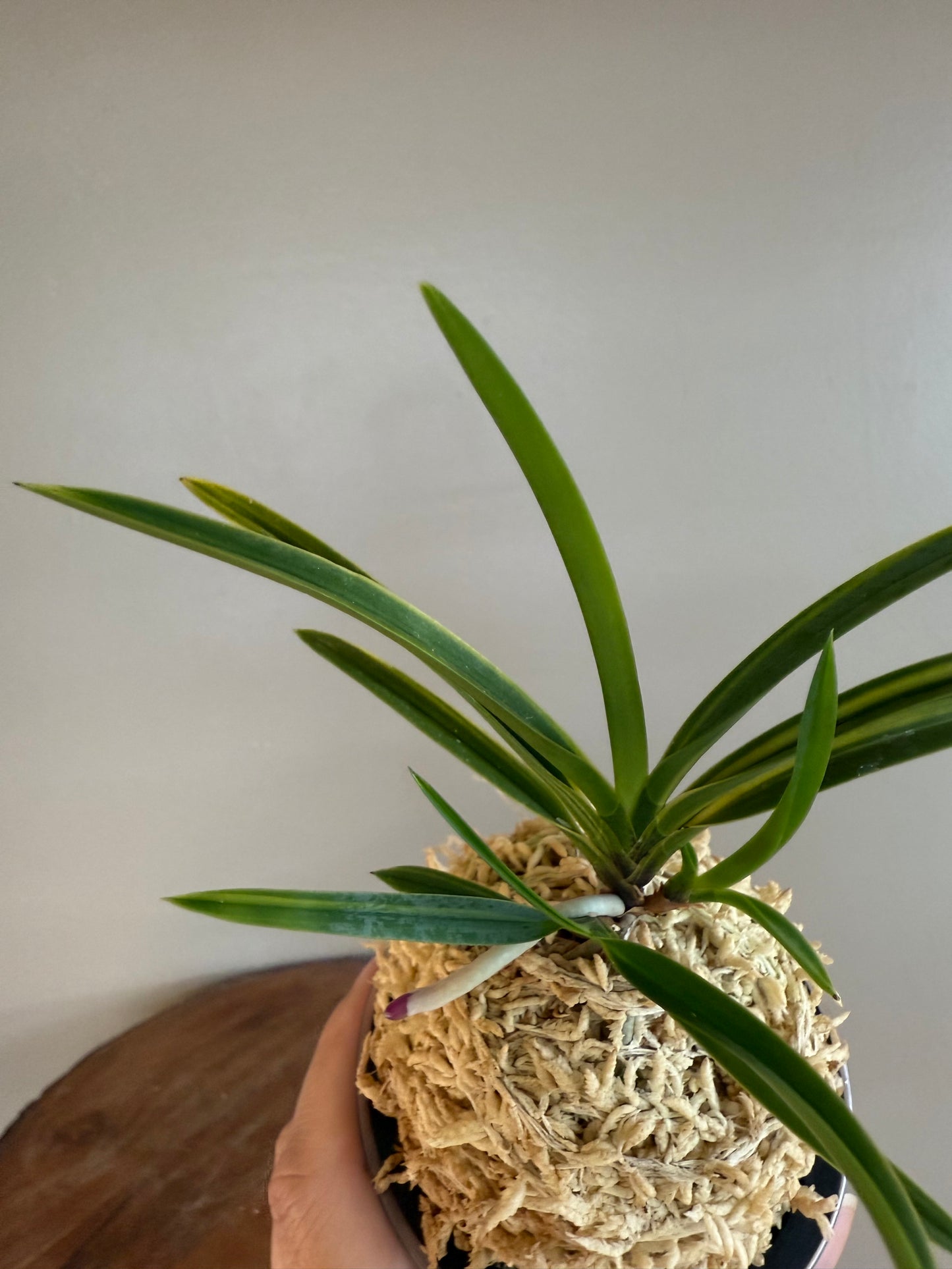 Neofinetia falcata Asahiden 朝日殿