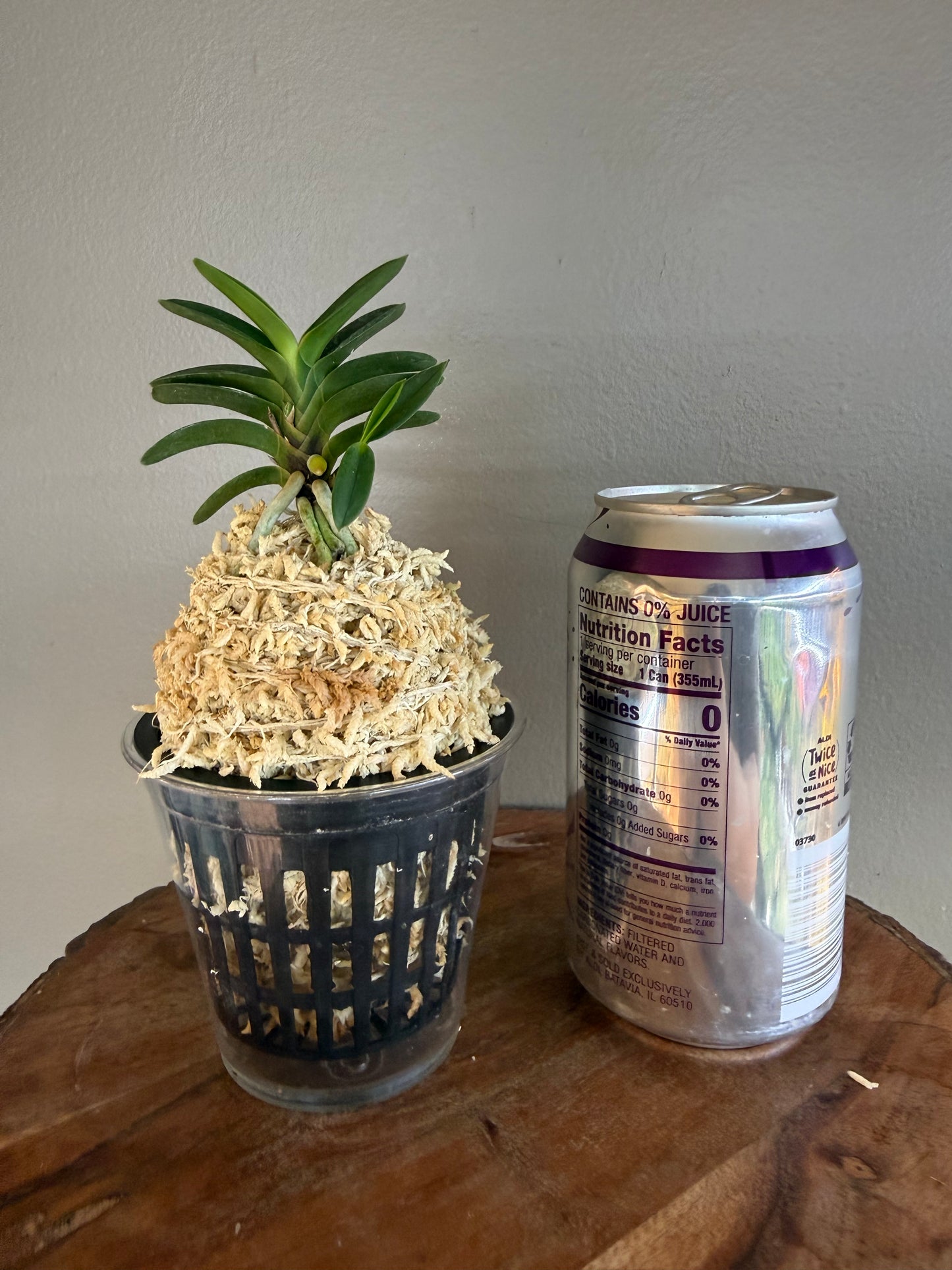 Neofinetia falcata Tsushima Ryokuho 對馬綠寶