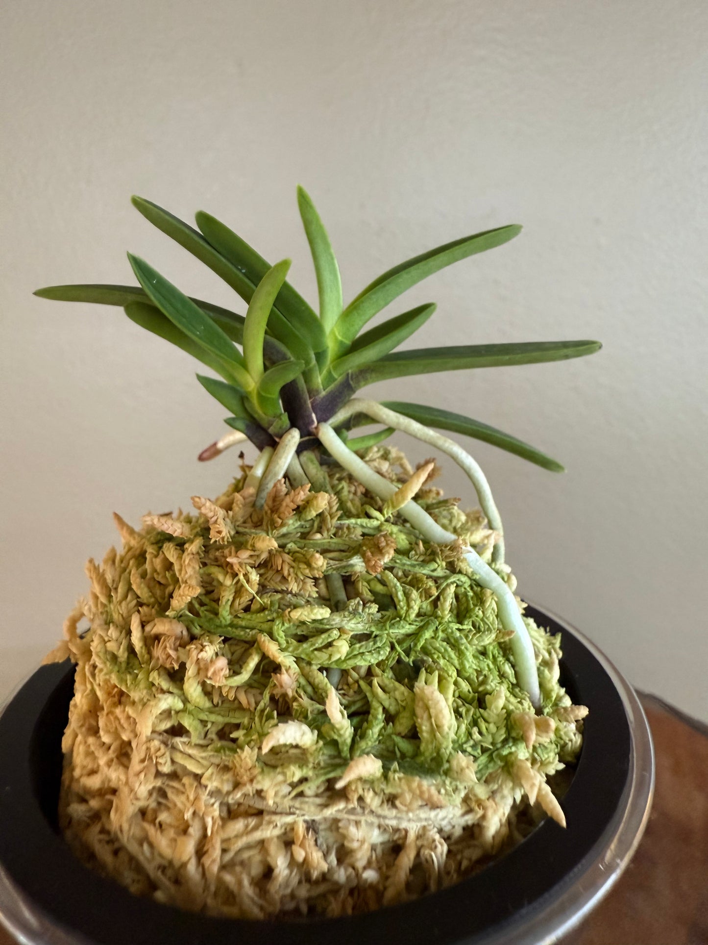 Neofinetia falcata Akogare 憧