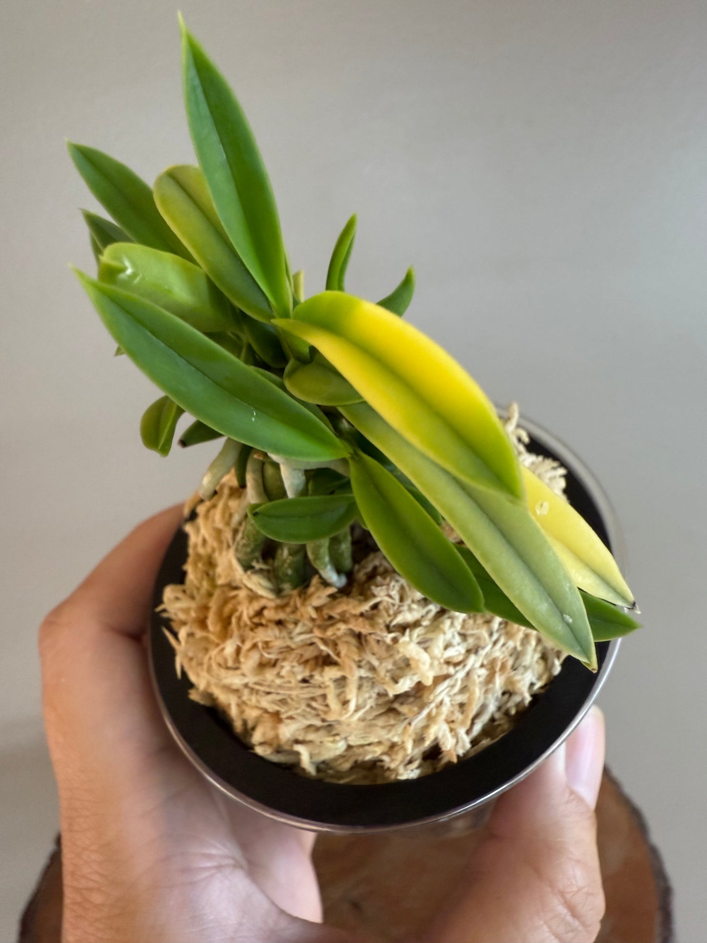 Neofinetia falcata Kinroukaku 金樓閣