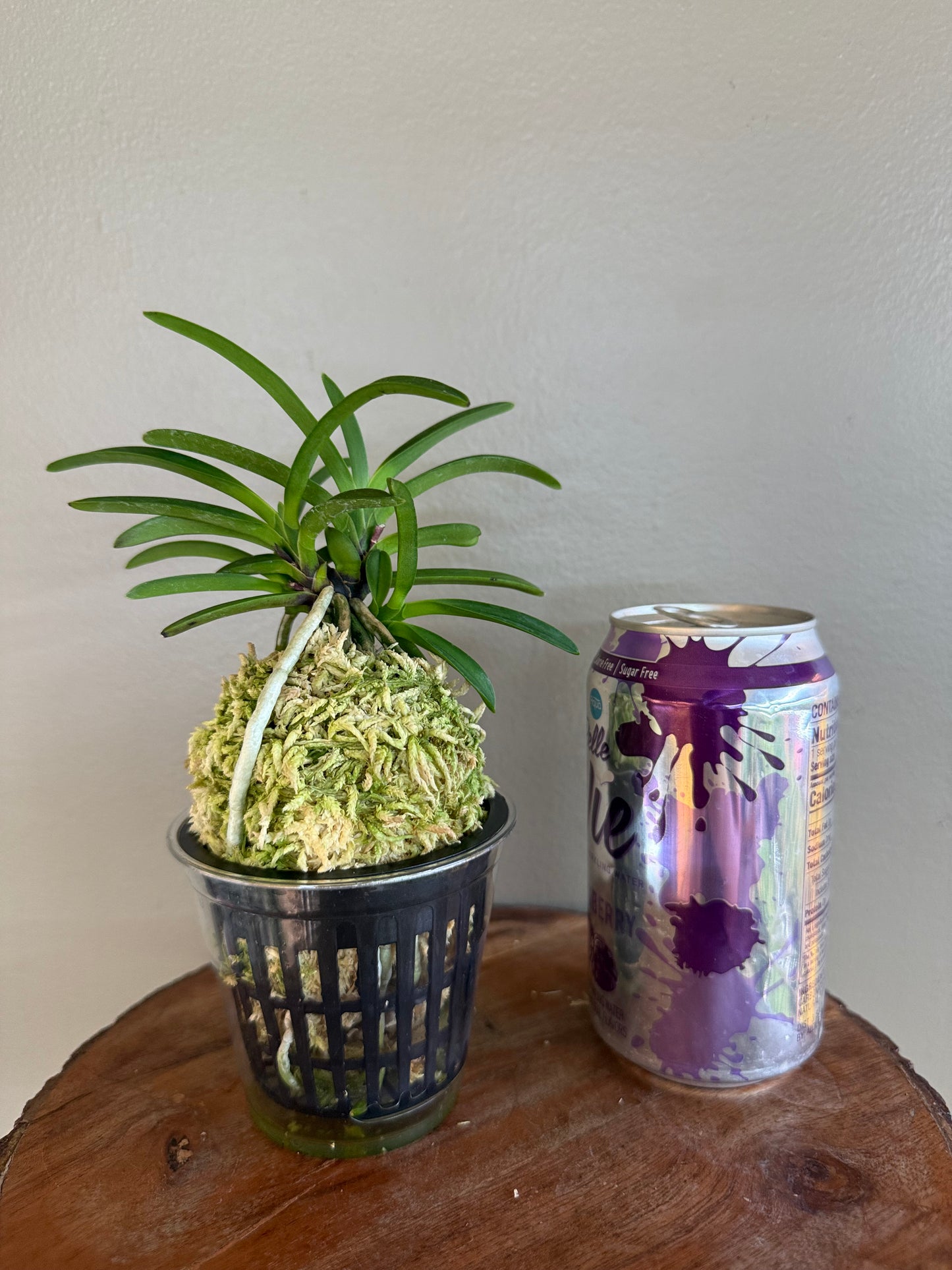 Neofinetia falcata Ja-ya (Honggang*Oushukuume) 紫也