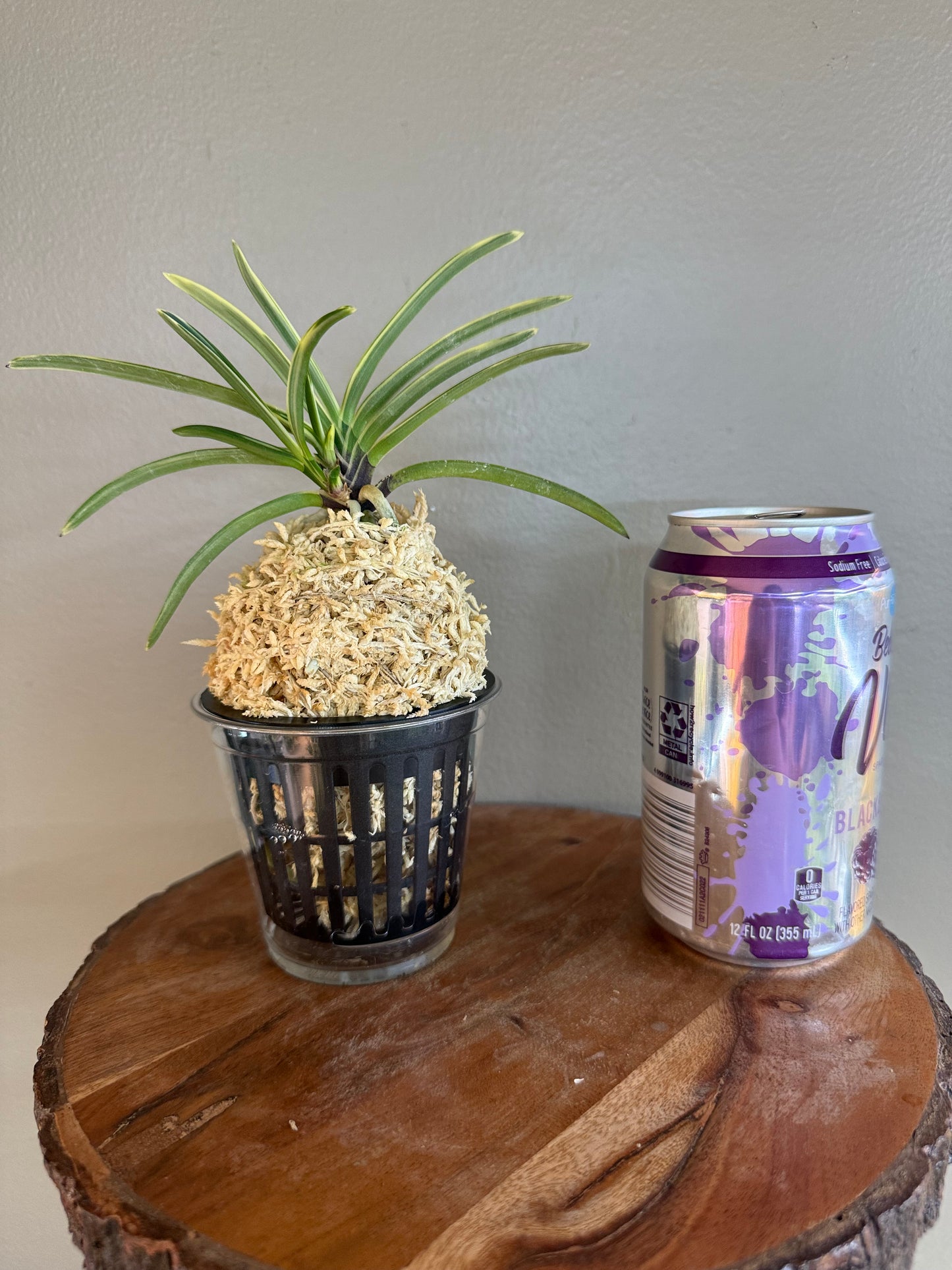 Neofinetia falcata Nishidemiyako 西出都