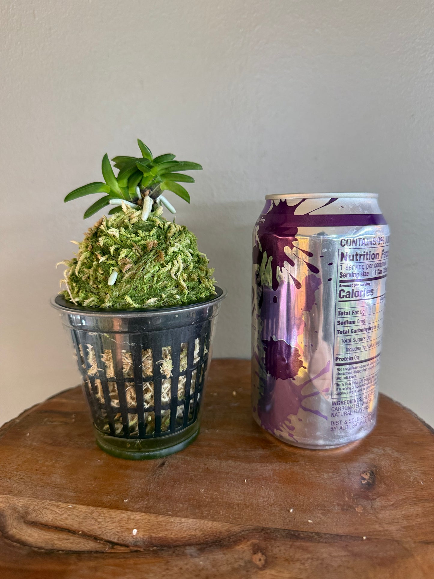Neofinetia falcata Mame Suzumushi 豆鈴虫
