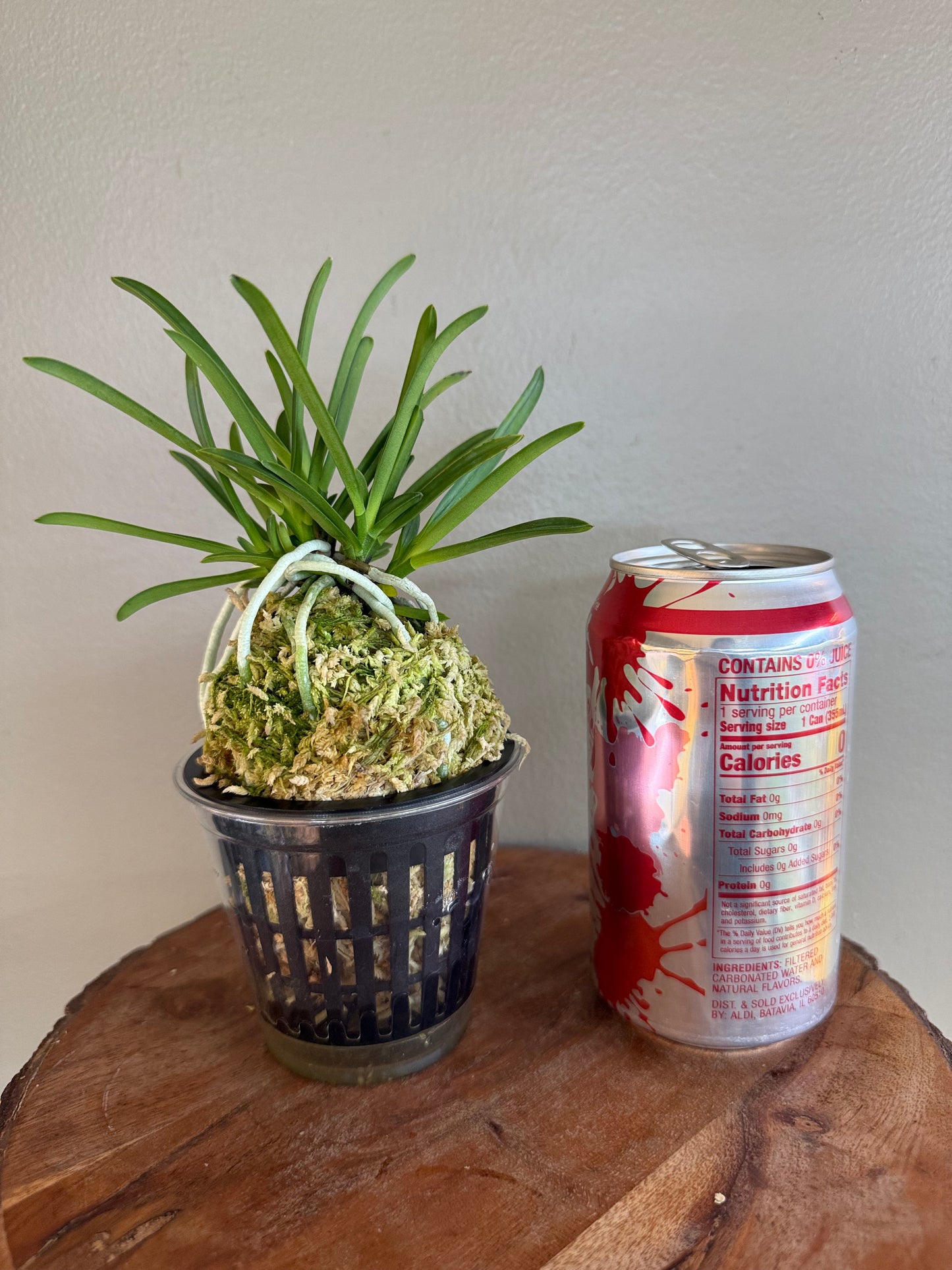 Neofinetia falcata Yamahoko 山鉾