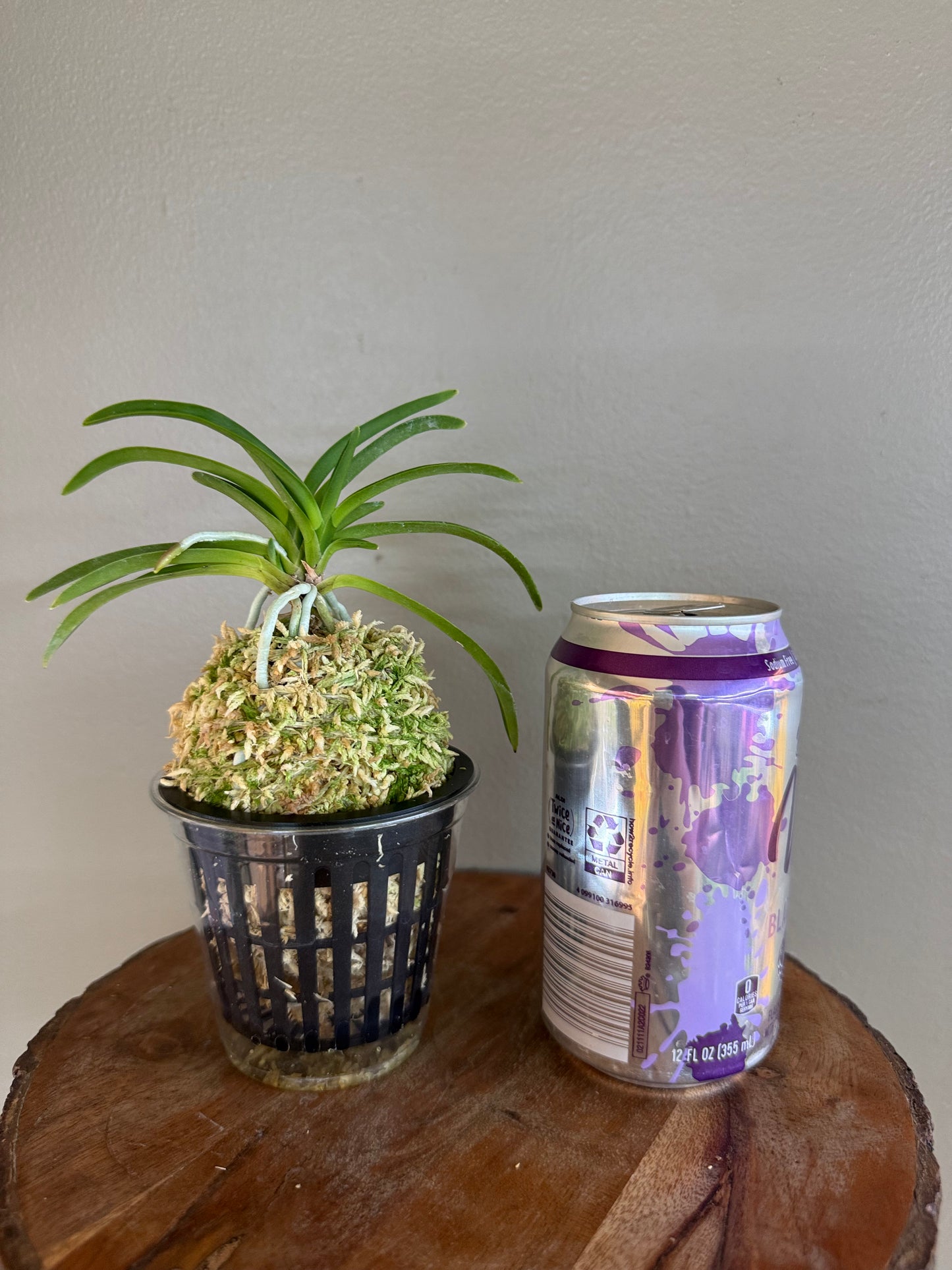 Neofinetia falcata Lavender 紫