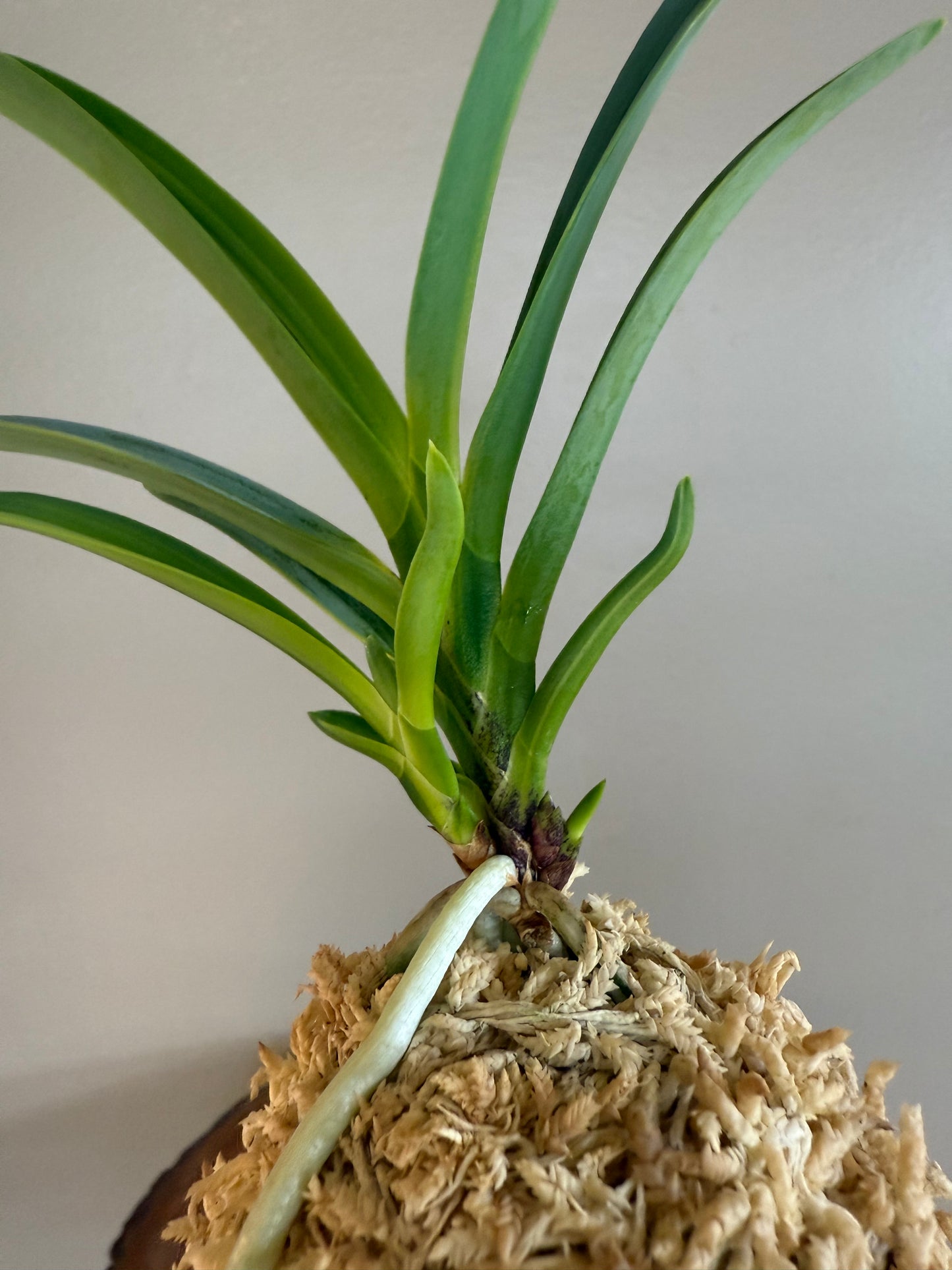 Neofinetia falcata Misukage 御簾影