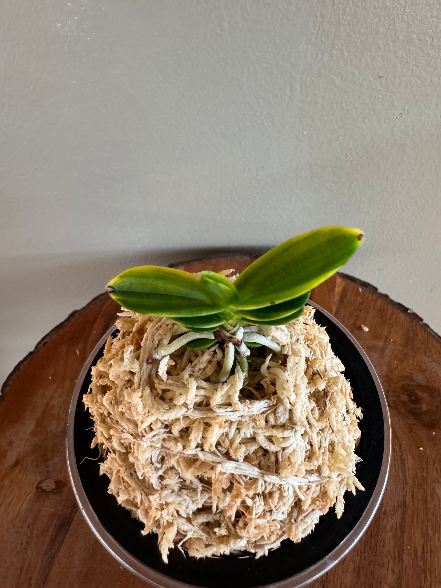 Neofinetia falcata Daejanggeum(Daiso Nishiki) 大壯錦