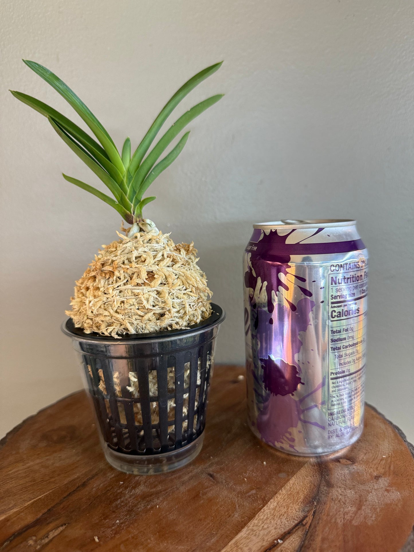 Neofinetia falcata Anzu 杏花