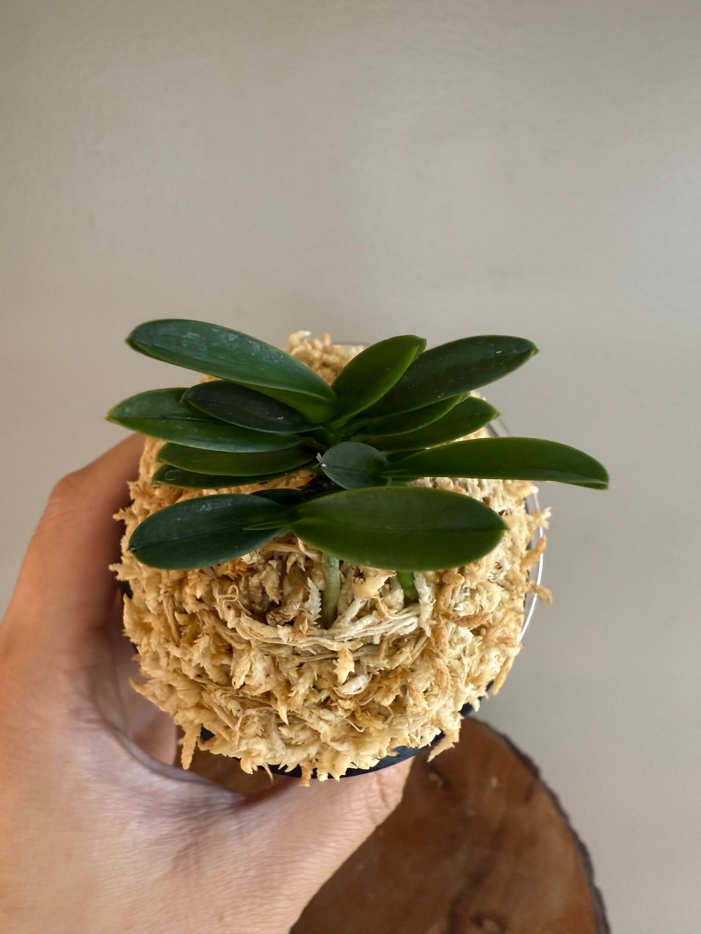 Neofinetia falcata Maizuru 舞鶴