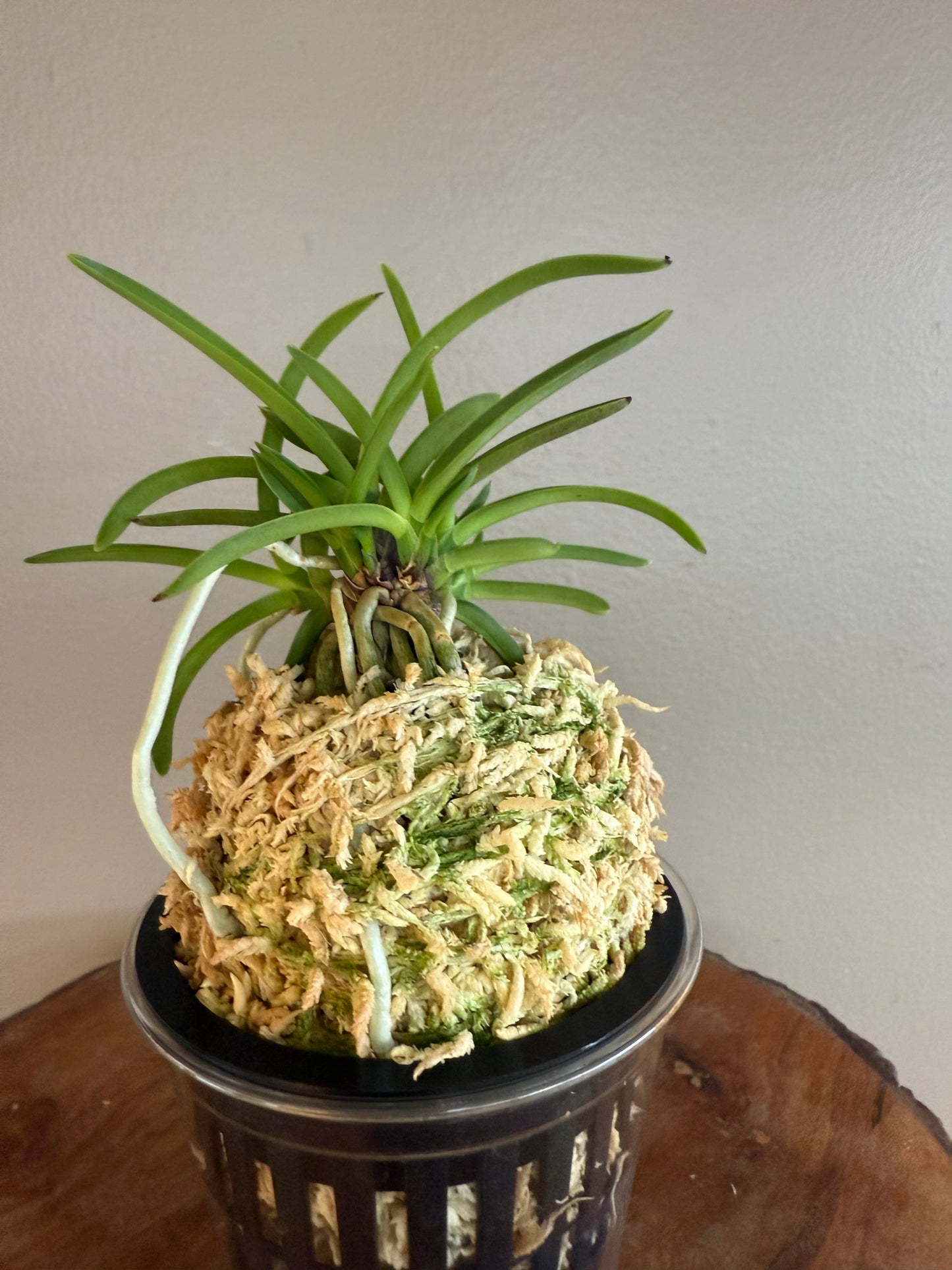 Neofinetia falcata Kishu Ryokufu 紀州綠風