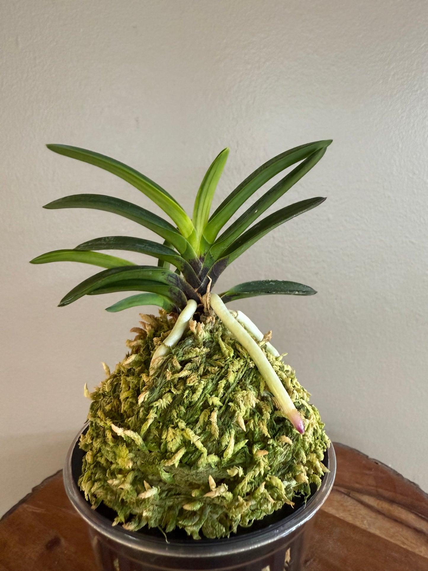 Neofinetia falcata Yomeimon 陽明門