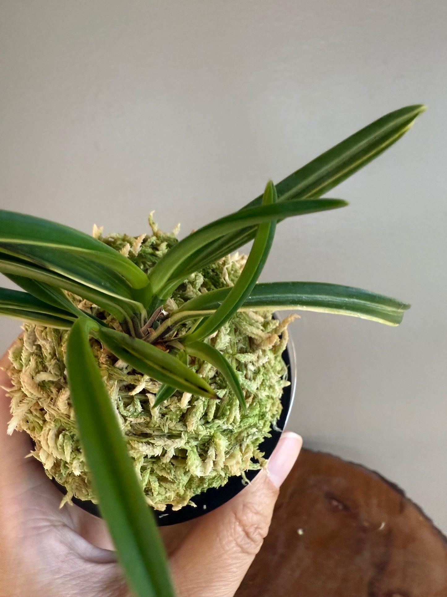Neofinetia falcata Yaegoromo 八重衣