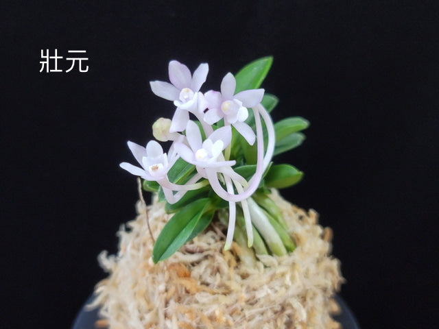 Neofinetia falcata Jangwon 壯元