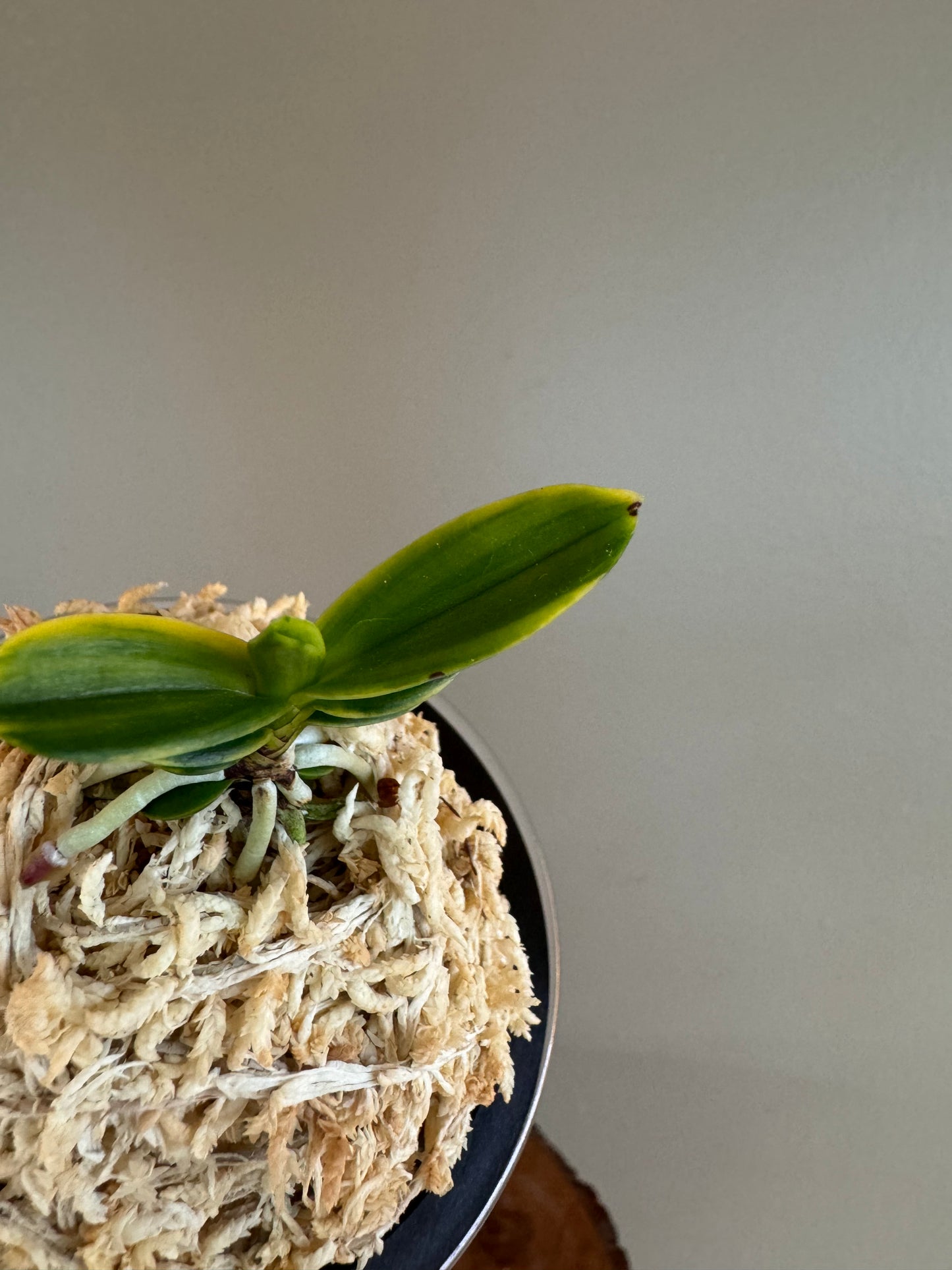 Neofinetia falcata Daejanggeum(Daiso Nishiki) 大壯錦