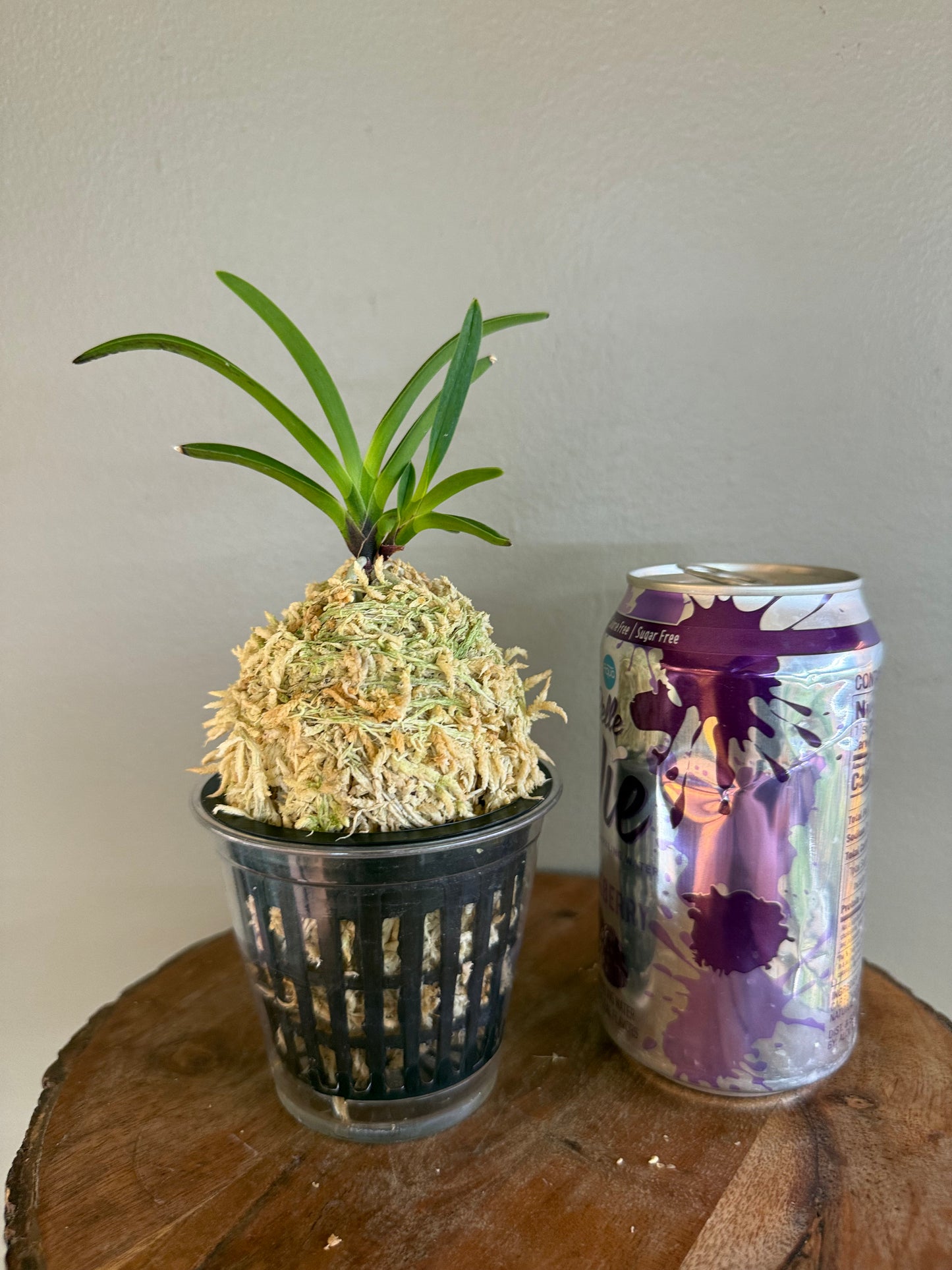 Neofinetia falcata Hong-ya (Honggang*Oushukuume) 紅也 (Copy)