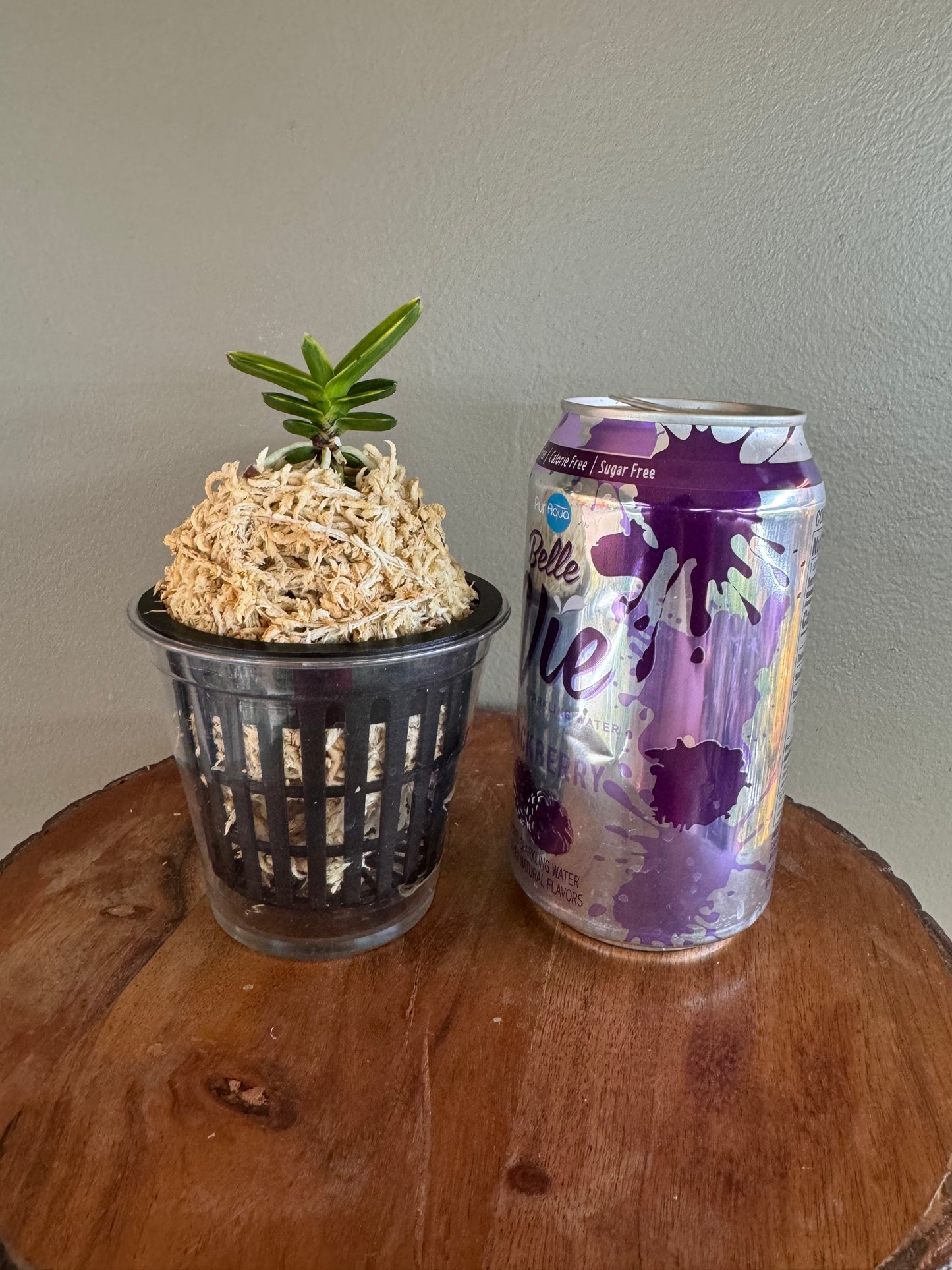 Neofinetia falcata Daejanggeum(Daiso Nishiki) 大壯錦