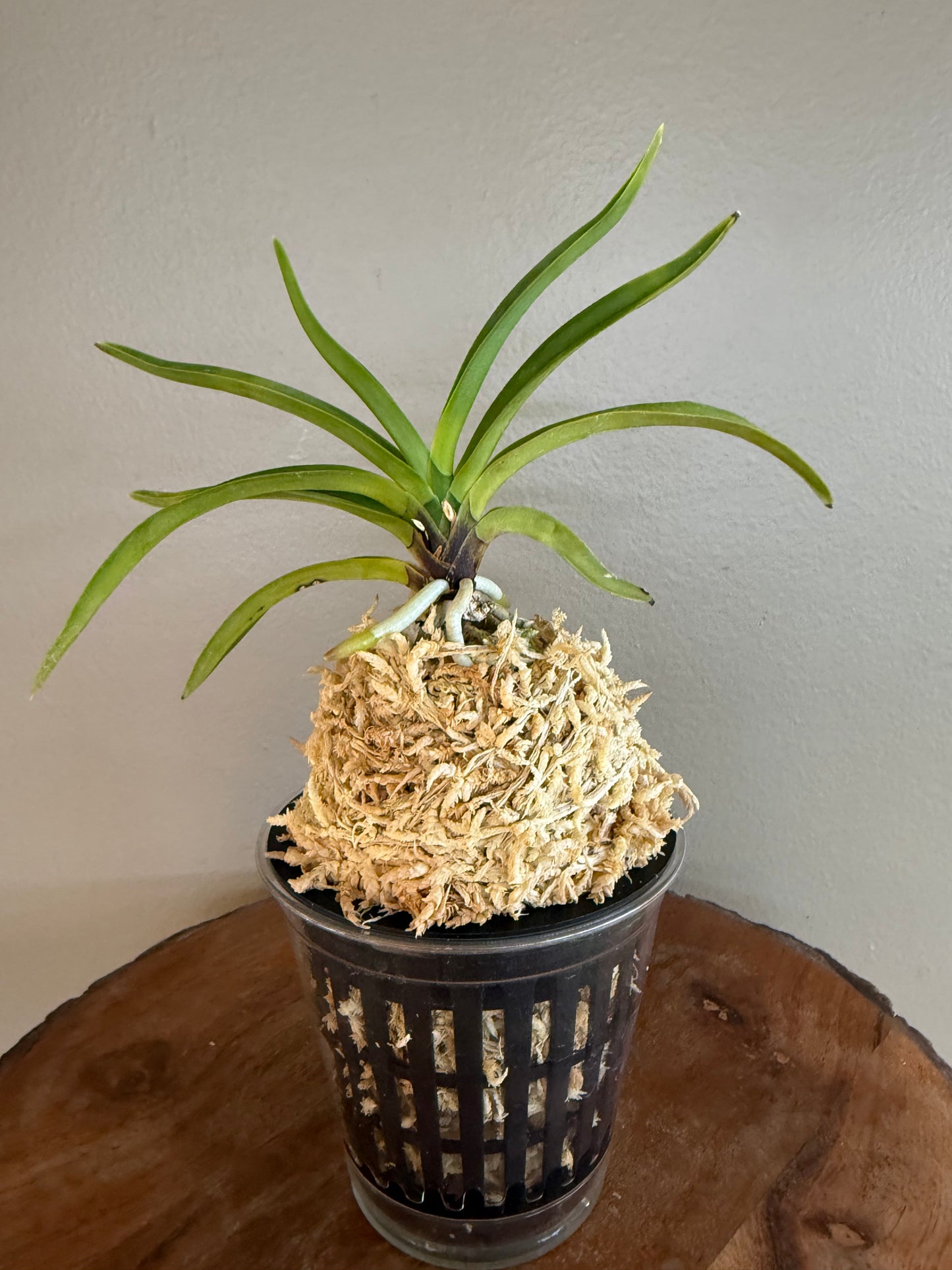 Neofinetia falcata Soubiryu 双尾龍