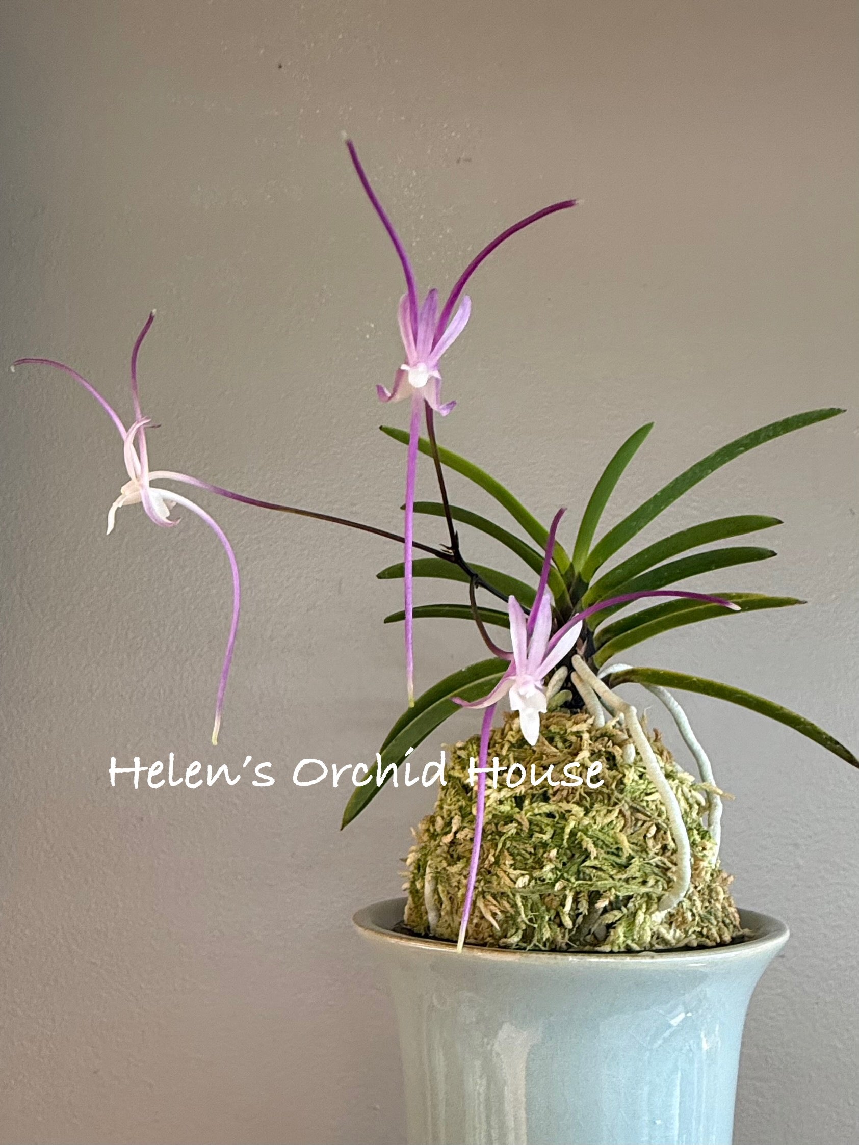 Neofinetia falcata Akausagi 赤兎 – Helen's Orchid House